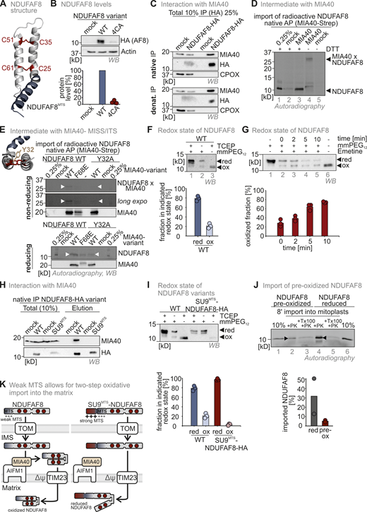 The weak NDUFAF8 MTS allows the mitochondrial disulfide relay to introduce disulfide bonds into NDUFAF8 en route to the matrix. (A) Modeled structure of NDUFAF8 highlighting two disulfide bonds between the four conserved cysteines in NDUFAF8. (B) Protein levels in HEK293 cell lines expressing different NDUFAF8 variants. Lysates from different cells were analyzed by reducing SDS-PAGE and immunoblotting. Signals were quantified using ImageLab, and the amount of protein was plotted. NDUFAF8 lacking its four conserved cysteines is present at very low levels. N = 3 replicates; error bars indicate SD. (C) Assessment of MIA40/CHCHD4–NDUFAF8 interaction. NDUFAF8-HA was immunoprecipitated (IP) under native and denaturing conditions after stopping thiol-disulfide exchange reactions by NEM incubation. Precipitates were tested for MIA40/CHCHD4, HA, and as negative control the IMS protein CPOX by reducing SDS-PAGE and immunoblotting. 10% of the total lysate was loaded as input control for the HA blot while 2.5% input was loaded for the MIA40/CHCHD4 and CPOX blots. Under both precipitation conditions, NDUFAF8-HA coprecipitates MIA40/CHCHD4 indicating both proteins to interact via a covalent interaction. (D) Assessment of MIA40/CHCHD4–NDUFAF8 interaction during mitochondrial import. In vitro translated radioactive NDUFAF8 was incubated with mitochondria isolated from HEK293 cells expressing Strep-MIA40/CHCHD4. After import, MIA40/CHCHD4 was affinity-purified (AP) using streptactin beads under native conditions. Precipitates were analyzed by reducing (+DTT) and non-reducing SDS-PAGE and autoradiography. 0.25% of the total lysate was loaded as input control. During import NDUFAF8-HA and MIA40/CHCHD4-Strep form a disulfide linked complex that is reduced by the addition of reductant. (E) Assessment of MIA40/CHCHD4–NDUFAF8 interaction during mitochondrial import. In vitro translated radioactive NDUFAF8-WT and NDUFAF8-Y32A (mutant of the potential MISS/ITS site) were incubated with mitochondria isolated from HEK293 cells expressing MIA40/CHCHD4-Strep or MIA40/CHCHD4-F68E-Strep. After import, MIA40/CHCHD4 was affinity purified using streptactin beads (AP) under native conditions. Precipitates were analyzed by reducing (+DTT) and non-reducing SDS-PAGE and autoradiography. 0.25% of the total lysate was loaded as input control. During import, NDUFAF8-HA and MIA40/CHCHD4-Strep form a disulfide-linked complex only when the MISS/ITS site in NDUFAF8 is intact. (F) Redox state analysis of NDUFAF8. To test for the redox state of NDUFAF8-HA, cells were lysed and either treated with the strong reductant TCEP (lanes 1 and 3) or left untreated (lane 2). Then lysates were incubated with the maleimide mmPEG12 that modifies free thiols but not thiols in disulfide bonds as indicated. Lysates were analyzed by SDS-PAGE and immunoblotting. Signals were quantified using Image Lab, and the amount of reduced and oxidized protein was plotted. NDUFAF8-HA is mainly present in the reduced state. Approximately 20% of the protein is oxidized at steady state. N = 3 replicates; error bars indicate SD. (G) Redox state analysis of NDUFAF8 over time. Experiment was performed as in E except that cells were pretreated with the ribosome inhibitor emetine before the redox state determination. Over time, the fraction of oxidized NDUFAF8-HA increases under these conditions indicating either further oxidation of NDUFAF8 or specific degradation of the reduced form of the protein. N = 3 replicates; error bars indicate SD. (H) Assessment of the MIA40/CHCHD4–SU9MTS-NDUFAF8 interaction. NDUFAF8-HA and SU9MTS-NDUFAF8-HA were immunoprecipitated (IP) under native conditions after stopping thiol-disulfide exchange reactions by NEM incubation. Precipitates were tested for MIA40/CHCHD4 and HA. 10% of the total lysate was loaded as input control for the HA blot while 2.5% input was loaded for the MIA40/CHCHD4 blot. While NDUFAF8-HA coprecipitates with MIA40/CHCHD4, SU9MTS-NDUFAF8-HA cannot interact with MIA40/CHCHD4. (I) Redox state analysis of NDUFAF8-variants. Experiment was performed as in E except that cells expressing either NDUFAF8-HA or SU9MTS-NDUAF8 were analyzed. Equipping NDUFAF8 with a strong MTS (SU9MTS) results in a completely reduced protein at steady state, indicating that the weak MTS of NDUFAF8 is required to allow at least partial disulfide bond formation to occur. N = 3 replicates; error bars indicate SD. (J) In organello import assay with preoxidized or reduced NDUFAF8 into mitoplasts (mitochondria without the OMM). Experiment was performed as described in Fig. 2 A for 8 min import time. Preoxidized NDUFAF8 can be imported into mitoplasts. N = 2 replicates; error bars indicate SD. PK, proteinase K. (K) Model for the two-step import of NDUFAF8. The weak MTS of NDUFAF8 allows for TIM23-dependent import of NDUFAF8 into the mitochondrial matrix. It also allows for interaction with the mitochondrial disulfide relay component MIA40/CHCHD4 in the IMS that introduces two disulfide bonds into a fraction of NDUFAF8 molecules. A stronger MTS would not allow this interaction and would result in the accumulation of completely reduced NDUAF8 in the matrix. Source data are available for this figure: SourceData F3.