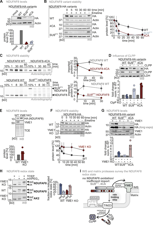 Mitochondrial proteases monitor NDUFAF8 levels in IMS and matrix depending on their redox state. (A) Protein levels in HEK293 cell lines expressing different NDUFAF8 variants. Lysates from different cells were analyzed by reducing SDS-PAGE and immunoblotting. Signals were quantified using Image Lab, and the amount of protein was plotted. NDUFAF8-HA-variants lacking its four conserved cysteines or equipped with a SU9MTS are present at very low levels. N = 3 replicates; error bars indicate SD. (B) Assessment of stability of different NDUFAF8 variants in HEK293 cells. Cells were pretreated with the ribosome inhibitor emetine for the indicated times and then lysed. Lysates were analyzed by reducing SDS-PAGE and immunoblotting. Signals were quantified using Image Lab, and the amount of protein was plotted. NDUFAF8-HA-variants lacking its four conserved cysteines or equipped with a SU9MTS are very unstable compared to NDUFAF8-HA. N = 3 replicates; error bars indicate SD. (C) Assessment of stability of different NDUFAF8 variants after import into isolated mitochondria. In vitro-translated radioactive NDUFAF8-variants were incubated with mitochondria isolated from HEK293 cells. Non-imported proteins were removed by treatment with Proteinase K. An import reaction was performed into mitochondria treated with CCCP and valinomycin to dissipate the mitochondrial membrane potential (−ΔΨ). Imported proteins were analyzed by reducing SDS-PAGE and autoradiography. Signals were quantified using ImageQuantTL and the amount of imported protein was plotted. NDUFAF8-variants lacking its four conserved cysteines or equipped with a SU9MTS are very unstable compared to NDUFAF8. N = 3 replicates; error bars indicate SD. (D) Protein levels in HEK293 wild-type and CLPP knockout cell lines expressing different NDUFAF8 variants. Lysates from different cells were analyzed by reducing SDS-PAGE and immunoblotting. Signals were quantified using Image Lab and the amount of protein was plotted. NDUFAF8-HA-variants lacking its four conserved cysteines or equipped with a SU9MTS were stabilized by the loss of CLPP. This was not the case for wild-type NDUFAF8. This indicates that CLPP degrades reduced NDUFAF8. N = 3 replicates; error bars indicate SD. (E) Protein levels in HEK293 wild-type and YME1L knockout cell lines expressing NDUFAF8-HA. Lysates from different cells were analyzed by reducing SDS-PAGE and immunoblotting. Signals were quantified using Image Lab, and the amount of protein was plotted. NDUFAF8-HA levels are increased in YME1L knockout cells. N = 3 replicates; error bars indicate SD. (F) Assessment of stability of NDUFAF8 in HEK293 wild-type and YME1L knockout cells. Cells were pretreated with the ribosome inhibitor emetine for the indicated times and then lysed. Lysates were analyzed by reducing SDS-PAGE and immunoblotting. Signals were quantified using Image Lab, and the amount of protein was plotted. NDUFAF8-HA became stabilized by the loss of YME1L. N = 3 replicates; error bars indicate SD. (G) Protein levels in HEK293 wild-type and YME1L knockout cell lines expressing different NDUFAF8 variants. Lysates from different cells were analyzed by reducing SDS-PAGE and immunoblotting. Signals were quantified using Image Lab, and the amount of protein was plotted. NDUFAF8-HA and NDUFAF8-4CA-HA but not SU9MTS-NDUFAF8-HA were present at increased levels in YME1L knockout cells. Thus, only NDUFAF8 variants that are exposed to the IMS become stabilized by the loss of YME1L. N = 3 replicates; error bars indicate SD. (H) Redox state analysis of NDUFAF8 in HEK293 wild-type and YME1 knockout cells. Experiment performed as described in Fig. 3 F. Adenylate kinase 2 (AK2) served as control for an IMS protein with a disulfide bond. NDUFAF8-HA is mainly present in the oxidized state in YME1L knockout cells. This indicates that YME1L targets oxidized NDUFAF8 in the IMS. N = 3 replicates; error bars indicate SD. (I) Model for protease surveillance of NDUFAF8 import. In the wild-type situation, NDUFAF8 becomes at least in part oxidized by the mitochondrial disulfide relay. A large fraction of the oxidized protein is constantly degraded by YME1L, presumably because import mediated by the weak MTS of NDUFAF8 is slow and accumulation of oxidized NDUFAF8 in the IMS has to be prevented. If no oxidation of NDUFAF8 takes place, reduced NDUFAF8 is targeted by CLPP in the matrix, strongly decreasing the half-life of reduced NDUFAF8. Source data are available for this figure: SourceData F4.