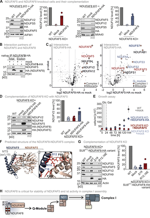 The NDUFAF8–NDUFAF5 interaction stabilizes and activates NDUFAF5 to allow NDUFAF5 to fulfill its function in complex I assembly. (A) Complex I subunit levels in NDUFAF5 and NDUFAF8 knockout cells. Levels of indicated proteins were assessed using immunoblotting. Subunits of complex I are present in lowered amounts in both knockout cell lines. This is in line with data from quantitative label-free mass spectrometry (Fig. S3, C and D). Moreover, NDUFS5 and NDUFV2 levels can be complemented by re-expressing NDUFAF5 and NDUFAF8 in the respective knockout cells. N = three biological replicates. (B) Assessment of NDUFAF5–NDUFAF8 interaction. NDUFAF8-HA was immunoprecipitated (IP) under native conditions. Precipitates were tested for NDUFAF5, HA (NDUFAF8), and, as negative control, the protein PDH by reducing SDS-PAGE and immunoblotting. 10% of the total lysate was loaded as input control for HA blot and 2.5% was loaded as input for the NDUFAF5 input control. NDUFAF8-HA coprecipitates NDUFAF5. (C) Proteomic analysis to assess the interactomes of NDUFAF5 and NDUFAF8. HEK293 cells expressing either NDUFAF5-HA or NDUFAF8-HA were lysed, proteins were immunoprecipitated using the HA-tag, and precipitates were analyzed using quantitative label-free proteomics. Both NDUFAF8 and NDUFAF5 coprecipitate the respective other partner as well as subunits of complex I but not of other complexes of the respiratory chain. Remarkably, NDUFAF5 precipitates almost all subunits of the Q-module which contains NDUFS7, the protein on which NDUFAF5 acts during complex I maturation (highlighted in blue). This might indicate that NDUFAF5 acts on the complete Q-module and not on monomeric NDUFS7 during complex I assembly (Guerrero-Castillo et al., 2017). N = 4–5 biological replicates, an unpaired one-sample two-sided Student’s t test was applied (P < 0.05, fold change >2). (D) Protein levels in HEK293 wild-type cells, NDUFAF8 knockout cells, and NDUFAF8 knockout complemented with NDUFAF8 and NDUFAF5 (expression for 3 d). Lysates from different cells were analyzed by reducing SDS-PAGE and immunoblotting. Signals were quantified using Image Lab, and the amount of protein was plotted. The loss of complex I subunits in NDUFAF8 knockout cells cannot be complemented by re-expressing NDUFAF5-HA despite strongly increased NDUFAF5 levels. This indicates that the role of NDUFAF8 is not solely in NDUFAF5 stabilization but also in activation. N = 3 replicates. (E) Assay to assess growth of NDUFAF8 knockout cell lines in galactose-containing medium. Cells were seeded in glucose-containing medium, and after 1 d, medium was exchanged to a galactose-containing medium, and cell number was scored daily. Growth on galactose necessitates a functional respiratory chain. NDUFAF8 knockout cells and NDUFAF8 knockout cells complemented with NDUFAF5 were not capable to grow on galactose. N = 3 replicates; error bars indicate SD. (F) Predicted structure of the NDUFAF5-NDUFAF8 complex by Alpha Fold Multimer. For the prediction, ChimeraX software was run in AlphaFold 2. The complex structure was visualized by Pymol. NDUFAF8 and NDUFAF5 appeared to have a very extended interaction interface that spans one complete face of NDUFAF8. NDUFAF8 “snuggles” in an L-shaped conformation onto NDUFAF5. Two regions mediate the interaction between NDUFAF5 and NDUFAF8. In region 1, two perpendicular helices of NDUFAF5 and NDUFAF8 come in close proximity, and small aliphatic amino acids face each other in this region. Region 2 encompasses the MTS of NDUFAF8. Specifically, two arginine residues (R12 and R16 of NDUFAF8) are involved in contact with a glutamate residue and a phenylalanine in NDUFAF5 (E256 and F68 in NDUFAF5). Notably, NDUFAF8 and the other interaction partner of NDUFAF5, PYURF, appear to occupy distinct interaction sites on NDUFAF5 that are distal from each other excluding interference of these two proteins in their function (Pei et al., 2022). (G) Protein levels in NDUFAF8 knockout cells complemented with SU9MTS-NDUFAF8 and different MTS mutant variants of SU9MTS-NDUFAF8. Lysates from different cells were analyzed by reducing SDS-PAGE and immunoblotting. Signals were quantified using Image Lab, and the amount of protein was plotted. Removing the MTS of NDUFAF8 or mutating the arginine residues important for interaction with NDUFAF5 impairs complementation. N = 3 replicates. (H) Model. NDUFAF8 is critical for NDUAF5 stability and activity. Interaction of NDUFAF8 and NDUFAF5 involving arginine residues in the MTS of NDUFAF8 is required for the functionality of NDUFAF5 and proper assembly of the Q module of complex I. Source data are available for this figure: SourceData F5. Refer to the image caption for details.