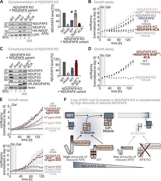 NDUFAF8 levels determine the efficiency of NDUFAF5 activation and complex I assembly. (A) Protein levels in NDUFAF8 knockout cells complemented with NDUFAF8 variants. Lysates from different cells were analyzed by reducing SDS-PAGE and immunoblotting. Signals were quantified using Image Lab and the amount of protein was plotted. Equipping NDUFAF8 with a SU9MTS allows complementation of NDUFAF8 knockout cells. Mutating the four conserved cysteines in NDUFAF8 (4CA) resulted in very low steady-state levels of NDUFAF8 and did not allow complementation of the NDUFAF8 knockout. N = 3 replicates; error bars indicate SD. (B) Assay to assess the growth of NDUFAF8 knockout cell lines in a galactose-containing medium. Cells were seeded in glucose-containing medium, and after 1 d, medium was exchanged to a galactose-containing medium and cell number was scored every 6 h NDUFAF8 knockout cells and NDUFAF8 knockout cells complemented with NDUFAF8-4CA were not capable to grow on galactose. N = 4 replicates; error bars indicate SD. (C) Protein levels in NDUFAF8 knockout cells complemented with NDUFAF8 variants. Lysates from different cells were analyzed by reducing SDS-PAGE and immunoblotting. Signals were quantified using Image Lab and the amount of protein was plotted. Equipping NDUFAF8-4CA with a SU9MTS allows complementation of NDUFAF8 knockout cells indicating that the cysteine of NDUFAF8 is dispensable for its function. Mutating the cysteines impacts the stability of NDUFAF8 in the matrix and only an efficient import of NDUFAF8-4CA by the SU9MTS ensures a sufficiently high supply of new NDUFAF8-4CA to overcome the high degradation rate of the protein in the matrix. N = 3 replicates; error bars indicate SD. (D) Assay to assess growth of complemented NDUFAF8 knockout cell lines in galactose-containing medium. Cells were seeded in glucose-containing medium, and after 1 d, medium were exchanged to galactose-containing medium and cell number was scored every 6 h NDUFAF8 knockout cells complemented with SU9MTS-NDUFAF8-4CA were able to grow on galactose. N = 4 replicates; error bars indicate SD. (E) Assay to assess the growth of complemented NDUFAF8 knockout cell lines in a galactose-containing medium. Cells were seeded in glucose-containing medium, and after 1 d, medium were exchanged to galactose-containing medium and cell number was scored every 6 h. Titration of NDUFAF8 variant levels was achieved by induction of their expression with different amounts of doxycycline. Upon reaching a certain threshold, knockout cells complemented with NDUFA8 or SU9MTS-NDUFAF8-4CA were able to grow on galactose. SU9MTS-NDUFAF8-4CA expressing cells required increased amounts of doxycycline to allow growth on galactose. N = 4 replicates; error bars indicate SD. (F) Model. The amounts of NDUFAF8 control NDUFAF5 levels and complex I assembly. Low amounts of NDUFAF8 as found in the NDUFAF8 knockout or in NDUFAF8 knockout cells expressing NDUFAF8-4CA do not activate and stabilize NDUFAF5 thereby preventing Q module assembly. High amounts of NDUFAF8 can complement NDUFAF8 knockout irrespective of whether they contain disulfide bonds or not. The formation of disulfide bonds in NUFAF8 is, however, important to stabilize the protein in the matrix. Source data are available for this figure: SourceData F6.