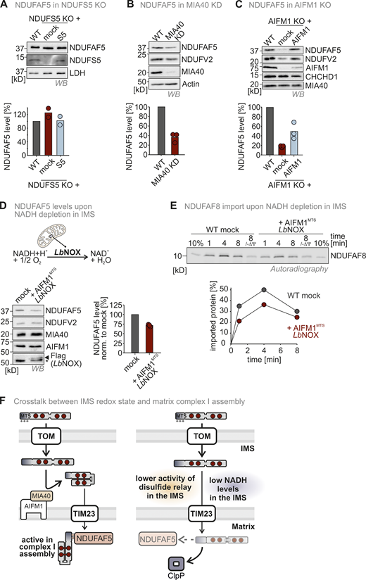 Functionality of the mitochondrial disulfide relay and redox conditions in the IMS determine the efficiency of NDUFAF5 activation and stability. (A) Protein levels in NDUFS5 knockout cells. Lysates from different cells were analyzed by reducing SDS-PAGE and immunoblotting. Signals were quantified using Image Lab, and the amount of protein was plotted. Loss of NDUFS5 does not affect NDUFAF5 levels. Since NDUFS5 is a structural subunit of complex I, its loss results in complex I loss. Thus, complex I loss does not affect NDUFAF5 levels. N = 3 replicates; error bars indicate SD. (B) Protein levels in MIA40/CHCHD4 knockdown cells. Experiment was performed as described in A. Depletion of MIA40/CHCHD4 results in depletion of NDUFAF5. This effect is independent of complex I levels and most likely mediated by the depletion of NDUFAF8 in these cells. N = 3 replicates; error bars indicate SD. (C) Protein levels in AIFM1 knockout cells. Experiment was performed as described in A. Loss of AIFM1 results in depletion of NDUFAF5. Like for MIA40/CHCHD4, this effect is independent from complex I levels and most likely mediated by the depletion of NDUFAF8 in these cells. N = 3 replicates; error bars indicate SD. (D) Protein levels in HEK293 cells expressing IMS-targeted LbNOX. Experiment was performed as described in A. Shifting the NADH/NAD+ ratio toward NAD+ results in the depletion of NDUFAF5. N = 3 replicates; error bars indicate SD. (E) In organello import assay with NDUFAF8 to test for its dependence on IMS NADH levels. Experiment was performed as described in Fig. 2 A. Import was performed into mitochondria isolated from wild-type or AIFM1MTS-LbNOX expressing cells. NDUFAF8 import into mitochondria with low NADH levels was reduced. N = 1 replicate. (F) Model. The two-step import pathway of NDUFAF8 combined with the close surveillance of its levels in IMS and matrix allows control of NDUFAF5 levels and activity and efficiency of complex I assembly dependent on the activity of IMS redox processes. Both impairment of the mitochondrial disulfide relay as well as NADH depletion directly has an impact on NDUFAF5 levels in the matrix. Source data are available for this figure: SourceData F7.
