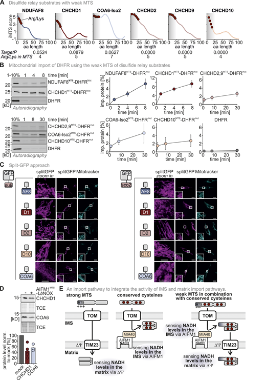 Additional substrates of the mitochondrial disulfide relay carry weak N-terminal targeting sequences that can drive matrix import. (A) iMTS prediction of different disulfide relay substrates. NDUFAF8, CHCHD1, CHCHD2, CHCHD9, CHCHD10, and COA6 isoform 2 all have very low TargetP scores, but a positive iMTS score in their first 19 amino acids. All proteins contain in their N-terminal amino acid stretch arginine and lysine residues but not negatively charged amino acid residues. MTS, mitochondrial targeting signal. (B) In organello import assay with disulfide relay substrate-DHFR fusion constructs. The experiment was performed as described in Fig. 2 A. To test the capacity of the N-terminal amino acids of NDUFAF8, CHCHD1, CHCHD2, CHCHD9, CHCHD10, and COA6 isoform 2 to serve as MTS, these amino acids (usually the first 19–24 amino acids) were fused to the cytosolic protein DHFRmut. All N-terminal stretches facilitated the import of DHFRmut albeit with different efficiencies. DHFR alone was not imported into mitochondria. N = 3 replicates; error bars indicate SD. (C) Split-GFP assay to detect the localization of full-length NDUFAF8, CHCHD1, CHCHD2, CHCHD9, CHCHD10, and COA6 isoform 2. The experiment was performed as described in Fig. 1 C. GFP1-10 was equipped either with an MTS for the matrix (SU9MTS) or for the IMS (SCO2MTS). GFP11 was C-terminally fused to full-length NDUFAF8, CHCHD1, CHCHD2, CHCHD9, CHCHD10, or COA6 isoform 2 and as controls for matrix, IMS, and cytosol to SOD2, MIA40/CHCHD4, and DHFR, respectively. For SOD2 and MIA40/CHCHD4, fluorescence could only be observed for matrix and IMS respectively (see “split GFP” signal). DHFR-GFP11 co-expression did not result in the reconstitution of GFP with any of the mitochondria localized GFP1-10 s. In the case of NDUFAF8, CHCHD1, CHCHD2, CHCHD9, CHCHD10, or COA6 isoform 2, GFP reassembled for both SU9MTS-GFP1-10 and SCO2MTS-GFP1-10 indicating for all proteins that at least a small fraction localized also to the matrix. Bar corresponds to 20 µm. (D) Protein levels in HEK293 cells expressing IMS-targeted LbNOX. Experiment was performed as described in Fig. 7 D. Shifting the NADH/NAD+ ratio towards NAD+ results in depletion of CHCHD1 and COA6. N = 3–5 replicates; error bars indicate SD. (E) Model. The import pathway combining the TIM23 and mitochondrial disulfide relay pathways allows the simultaneous readout of the functionality of both pathways and thereby potentially the energy state of matrix and IMS, respectively. In both cases, NADH levels influence import, either through establishing the mitochondrial membrane potential or by allowing the reconstitution of the MIA40/CHCHD4-AIFM import receptor complex. Source data are available for this figure: SourceData F8. Refer to the image caption for details.