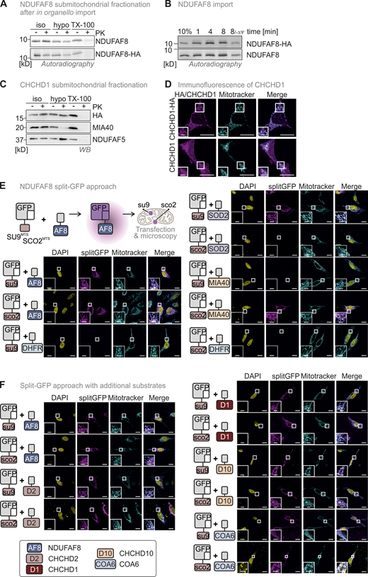 (Related toFigs. 1 and 8). NDUFAF8 is representative of a class of dually localized proteins. Lack of an antibody against endogenous NDUFAF8 necessitated the use of HA-tagged NDUFAF8 throughout this study. A–D assess whether the tag influences import kinetics and (sub)-mitochondrial localization of NDUFAF8 and the similar behaving protein CHCHD1. E–F show the complete data sets for the split-GFP assays performed in this study (Figs. 1 and 8). (A) Submitochondrial fractionation to detect the localization of NDUFAF8 and NDUFAF8-HA after in organello import into mitochondria isolated from HEK293 cells. Experiment was performed as described in Fig. 2 G. NDUFAF8 and NDUFAF8-HA behave similarly in this assay, indicating that the HA tag does not influence the distribution of NDUFAF8 within mitochondrial subcompartments. (B) In organello import assay with NDUFAF8 and NDUFAF8-HA. Experiment was performed as described in Fig. 2 A. NDUFAF8 and NDUFAF8-HA behave similarly in this assay indicating that the HA tag does not influence the import kinetics of NDUFAF8. (C) Submitochondrial fractionation to detect the localization of CHCHD1 and CHCHD1-HA in mitochondria isolated from HEK293 cells. Experiment was performed as described in Fig. 1 C. CHCHD1 and CHCHD1-HA behave similarly in this assay, indicating that the HA tag does not influence the distribution of CHCHD1 within mitochondrial subcompartments. (D) Immunofluorescence analysis to localize CHCHD1 and CHCHD1-HA. CHCHD1 and CHCHD1-HA localize to mitochondria. Experiment was performed as described in Fig. 1 B. The HA tag did not influence the mitochondrial localization of CHCHD1. (E) Split-GFP assay to detect the localization of NDUFAF8. GFP can be split into two non-fluorescent parts, a larger part (GFP1-10) and a smaller part (GFP11). If these parts come together in the same compartment they can self-reassemble to reconstitute a fluorescent GFP. GFP1-10 was equipped either with an MTS for the matrix (SU9MTS) or for the IMS (SCO2MTS). GFP11 was C-terminally fused to full-length NDUFAF8 and as controls for matrix, IMS, and cytosol to SOD2, MIA40/CHCHD4, and DHFR, respectively. Combinations of GFP11 and GFP1-10-containing constructs were transfected and analyzed by fluorescence microscopy. For SOD2 and MIA40/CHCHD4, fluorescence could only be observed for matrix and IMS, respectively (see “split GFP” signal). DHFR-GFP11 coexpression did not result in the reconstitution of GFP with any of the mitochondria-localized GFP1-10s. In the case of NDUFAF8, GFP reassembled for both SU9MTS-GFP1-10 and SCO2MTS-GFP1-10, indicating NDUFAF8 to be a protein localized to IMS and matrix. DAPI stain and merge serve as orientation. Bar corresponds to 20 µm. (F) Split-GFP assay to detect the localization of different disulfide relay substrates. GFP1-10 was equipped either with an MTS for the matrix (SU9MTS) or for the IMS (SCO2MTS). GFP11 was C-terminally fused to full-length NDUFAF8 (AF8), CHCHD2 (D2), CHCHD1 (D1), CHCHD10 (D10), or COA6 isoform 2. Combinations of GFP11 and GFP1-10-containing constructs were transfected and analyzed by fluorescence microscopy. For all selected disulfide relay substrates, GFP reassembled indicating them to be proteins localized to IMS and matrix. DAPI stain and merge serve as orientation. Bar corresponds to 20 µm. Source data are available for this figure: SourceData FS1.