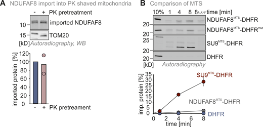 (Related toFig. 2). NDUFAF8 import does not rely on OMM receptors. (A) In organello import assay with NDUFAF8 into mitochondria devoid of OMM proteins facing the cytosol. Experiment was performed as described in Fig. 2 A except that mitochondria were pretreated with proteinase K (PK) to remove surface receptors at the OMM. Import of NDUFAF8 into mitochondria was thereby not affected. N = 2 biological replicates. (B) In organello import assay with NDUFAF8-DHFR fusion constructs. Data are from Fig. 2 B. Quantification also includes the data for the SU9MTS-DHFR construct. N = 3 replicates; error bars indicate SD. Source data are available for this figure: SourceData FS2.
