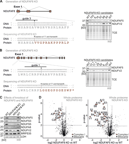 (Related toFig. 5). NDUFAF8 or NDUFAF5 loss results in an isolated complex I deficiency. (A) Strategy to generate NDUFAF8 knockout HEK293 cell lines using CRISPR Cas. A guide (#3) directed against the first exon of NDUFAF8 gave rise to multiple clones. Successful targeting of the gene was confirmed by immunoblotting against NDUAF5 (due to the lack of a suitable antibody against NDUFAF8) and by sequencing. (B) Strategy to generate NDUFAF5 knockout HEK293 cell lines using CRISPR Cas. A guide (#1) directed against the first exon of NDUFAF5 gave rise to multiple clones. Successful targeting of the gene was confirmed by immunoblotting against NDUAF5 and by sequencing. (C) Effects of NDUFAF5 and NDUFAF8 knockout cells. Levels of proteins were assessed using immunoblotting and quantitative label-free mass spectrometry. Subunits of complex I but not of other respiratory chain complexes are present in lowered amounts in both knockout cell lines indicating an isolated complex I deficiency. N = 4 biological replicates, an unpaired one-sample two-sided Student’s t test was applied (P < 0.05, fold change > 2). Source data are available for this figure: SourceData FS3.
