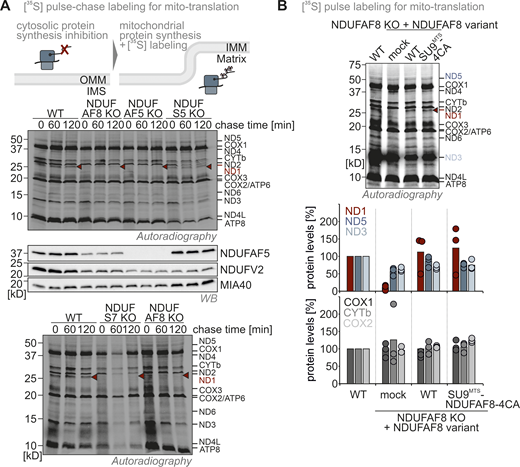 (Related toFig. 5). Translation of ND1 is impaired in NDUFAF5 and NDUFAF8 knockout cells. (A) Assessment of mitochondrial translation in different knockout cell lines. Cells were treated with emetine to block cytosolic translation. Under these conditions, only the 13 proteins encoded in the mitochondrial genome are synthesized. Their synthesis was assessed by radioactive pulse-labeling. Subsequently, stability of the mitochondrial translation products was assessed using chase times of 1 and 2 h, respectively. Cells were lysed and proteins were analyzed by reducing SDS-PAGE and autoradiography. Except for ND1 no other mitochondrial translation product was affected by the loss of NDUFAF5 (AF5 KO) or NDUFAF8 (AF8 KO). ND1 was completely missing even directly after the pulse period. This is in line with earlier findings that Q module assembly is directly linked to the biogenesis of the mitochondria-encoded subunit ND1 which is rapidly degraded if Q module assembly is impaired (Zurita Rendon and Shoubridge, 2012), and is also fitting to our findings with an NDUFS7 knockout (S7 KO) cell line. ND1 was not lost in NDUFS5 knockout (S5 KO) cells in which complex I is also lost, but assembly is affected at a later stage (Salscheider et al., 2022). (B) Assessment of mitochondrial translation in NDUFAF8 knockout cell lines complemented with NDUFAF8 variants. Experiment was performed as described in A. Both NDUFAF8 and SU9MTS-NDUFAF8-4CA could complement the loss of NDUFAF8 with respect to ND1 synthesis indicating again their full functionality despite the absence of disulfide bonds. Signals were quantified using Image Lab and the amount of imported protein was plotted. N = 3 replicates. Source data are available for this figure: SourceData FS5.
