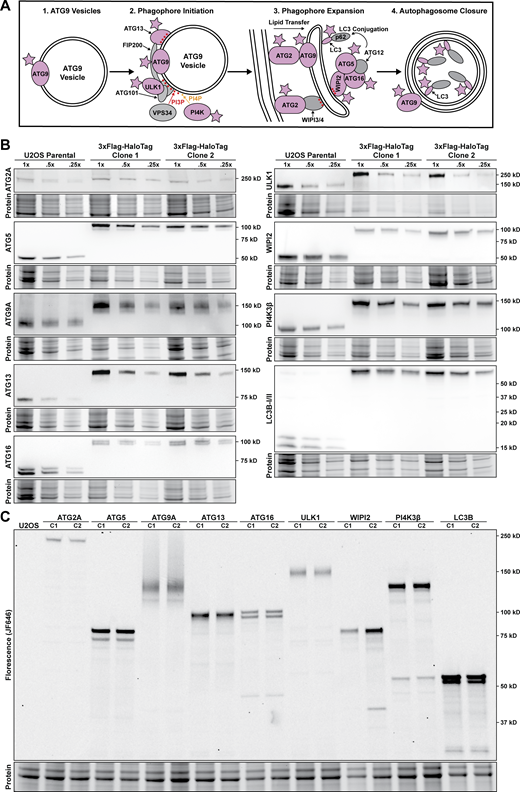 A HaloTag-based platform for quantitative analysis of autophagy in human cells. (A) Model showing autophagy factors and the complexes they form from phagophore initiation, toward phagophore expansion and autophagosome closure. Proteins tagged in this study are indicated in pink. (B) Western blots of autophagy proteins showing size shift of the tagged protein and exclusive expression of the tagged protein in comparison to the parental U2OS cell line. Three concentrations (100, 50, and 25% of initial lysis volume) were loaded on the gel. (C) Fluorescence gel showing gene tagging; two distinct monoclonal lines (C1 and C2) were selected for each edited gene. Cell lines were labeled with saturating amounts of HaloTag ligand JF646 (250 nM, 30 min). Source data are available for this figure: SourceData F1.