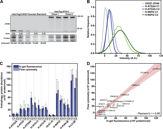 Absolute protein abundance quantification of autophagy factors in human cells. (A) Example in-gel fluorescence containing the quantification standards (HaloTag + cell lysate) and ATG13 protein. (B) Histogram of flow cytometry measurements depicting the relative protein abundances of U2OS (negative control), and two clones of cells expressing Halo-ATG2A and Halo-WIPI2. (C) Corrected protein abundance quantification of the tagged autophagy proteins with in-gel fluorescence and flow cytometry (N = 3, mean ± SD including error propagation). (D) Graph showing the correlation between protein abundance measured by flow cytometry compared to in-gel fluorescence. Source data are available for this figure: SourceData F2.