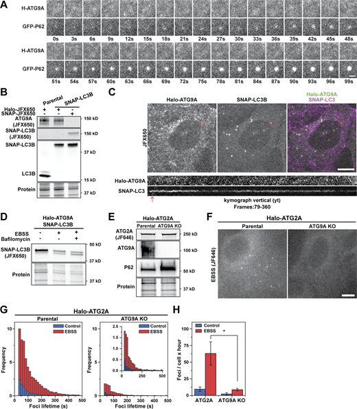 ATG9 does not detectably accumulate at the site of autophagosome formation. (A) Example image showing the formation of GFP-P62 spot in the absence of any Halo-ATG9A accumulation. Scale bar = 1 μm. (B) Fluorescent gels showing Halo-ATG9A (JFX650, top) and SNAP-LC3B (JFX650, middle) labeling and Western blot showing probed with an LC3 antibody showing the exclusive expression of SNAP-LC3B in genome-edited cells. (C) Micrographs of cells expressing Halo-ATG9A (JFX650) and SNAP-LC3B (JF503; top, scale bar = 10 µm) and kymograph of a SNAP-LC3B spot showing no accumulation of Halo-ATG9A (one frame per second, frames 79–360). (D) Fluorescent gel of SNAP-LC3B (JFX650) after cell starvation and treatment with bafilomycin, demonstrating lipid conjugation of SNAP-LC3B (bottom band). (E) Fluorescence gel and Western blots demonstrating successful ATG9A gene knockout from cells expressing Halo-ATG2A. The ATG9A knock-out cells accumulate P62, indicating impaired autophagy. (F) Micrographs showing a decrease of Halo-ATG2A foci when ATG9A is knocked out (scale bar = 10 μm). Halo-ATG9A does not form detectable foci under EBSS starvation (right panel). (G) Histograms of Halo-ATG2A foci lifetime in parental and ATG9A knock-out cells (EBSS, 1 h). (H) Quantification of the number of foci formed per cell over the course of an hour by Halo-ATG2A in control and ATG9A knock-out cells. Data represent mean ± SD of three biological replicates (20–30 cells per replicate). A two-tailed t test was used for statistical analysis (*P < 0.05). Source data are available for this figure: SourceData F7.