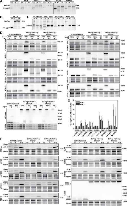Validation and functional characterization of genome-edited clones expressing HaloTagged autophagy factors. (A and B) PCR analysis from genomic DNA of genome-edited clones for verifying the correct insertion of the HaloTag at the autophagy loci. For amplifying the insertion, primers outside the homology arms region were designed. The edited clones show an expected shift of ∼2 kb on the PCR product, corresponding to the 3xFlag-HaloTag insert. (C) PCR analysis from genomic DNA of genome-edited clones for verifying the correct insertion of the HaloTag in the high GC-rich ULK1 and WIPI2 gene loci. For amplifying the insertion, primers outside the homology arms and inside the 3xFlag-HaloTag regions were designed. The edited clones show a PCR product, which is absent in the parental U2OS cell line. (D) Western blots for determining the expression levels of the HaloTagged autophagy proteins relative to the wildtype protein before and after removal of HaloTag using the TEV protease. (E) Quantification of the Western blots (A), showing the ratio between HaloTag and parental cell line (N = 3, mean ± SD). (F) Western blot analysis of LC3 levels in parental and genome-edited cell lines in control (Ctr) and upon treatment with rapamycin (R, 100 nM for 2 h), or rapamycin + bafilomycin (R+B, 100 nM each, for 2 h). Source data are available for this figure: SourceData FS1. Refer to the image caption for details.