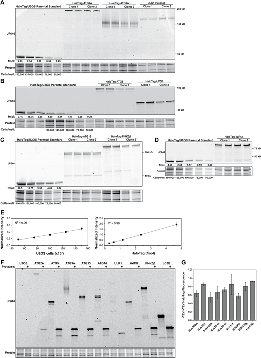 Absolute protein abundance quantification of HaloTagged autophagy factors. (A–D) Representative fluorescence gels for the absolute quantification of the autophagy proteins. (E) Standard curve for cell number using stain-free gels (left) and florescent HaloTag protein (right), demonstrating an excellent correlation between intensity and gel loadings. (F) Representative fluorescence gel of HaloTagged proteins in the absence or presence of TEV protease. (G) Ratio of HaloTag fluorescence in the absence and presence of TEV protease (B; N = 3, mean ± SD). Source data are available for this figure: SourceData FS3. Refer to the image caption for details.
