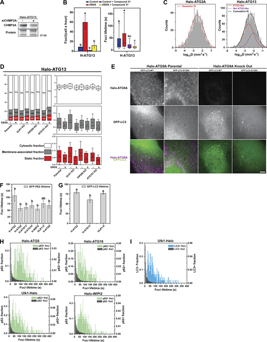 Quantification of diffusion and kinetic properties of HaloTagged autophagy proteins and autophagy induced foci. (A) Western blot showing partial depletion of CHMP2A in Halo-ATG13 cell line upon siRNA-mediated knockdown. (B) Graphs depicting foci frequency and foci lifetimes of ATG13 in complete media or EBSS treated with VPS34 inhibitor compound 31. Data represent mean ± SD. Letters indicate statistically homogenous groups established by ANOVA (P < 0.05). (C) Distribution of diffusion coefficients for Halo-ATG2A and Halo-ATG2A foci imaged a 3-s frame interval. In Halo-ATG13, Gaussian fitting shows two populations with distinct diffusive properties (solid purple and red lines). Cumulative fitting is shown in a solid black line. (D) Results of diffusive analysis for the parental Halo-ATG13 and ULK1, FIP200, and ATG101 knockout under control and EBSS starvation. Left panel depicts the percentage associated with each fraction. Right panels present the diffusion coefficients of the tracks based on the SpotON analysis. Boxes indicate confidence interval ± SD, the square indicates the average, and the horizontal line is the median; for each condition, three biological replicates were analyzed, ∼20 cells/replicate. (E) Images demonstrating the titration of the virus such that the G120A mutant does not form aggregates (left) and positive control in an ATG9A knockout (right). (F) Bar graph representing the average lifetime of GFP-P62 within ATG-edited cell lines. Data represent mean ± SD of three biological replicates (20–30 cells per replicate). Letters indicate statistically homogenous groups established by ANOVA (P < 0.05). (G) Bar graph depicting the average lifetime of GFP-LC3 within ATG-edited cell lines. Data represent mean ± SD of three biological replicates (20–30 cells per replicate). Letters indicate statistically homogenous groups established by ANOVA (P < 0.05). (H and I) Histograms of the lifetime of Halo-Tagged protein foci that colocalized (green) or did not colocalize (dark gray) with (H) GFP-P62 or (I) GFP-LC3 (light blue). Source data are available for this figure: SourceData FS4. Refer to the image caption for details.