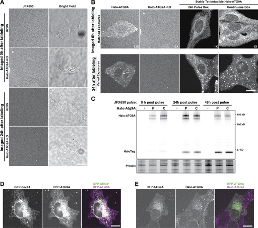 Pulse-chase analysis of Halo-ATG9 localization and degradation. (A) Representative micrographs of U2OS and Halo-ATG9A knockout (KO) cells pulse-labeled with JFX650 HaloTag ligand at 0 and 24 h after labeling to demonstrate the level of background fluorescence in the absence of a Halo-ATG9A. Left panel: fluorescence signal; right panel: bright field. (B) Representative micrographs of JFX650 labeled Halo-ATG9A at 0 h (top) and 24 h (bottom) after labeling in the endogenously edited cell line (left) or in the stable tetracycline-inducible Halo-ATG9A add-back in ATG9A knock-out cells (right two panels). ATG9A knock-out cells (same images as in A) were included as a comparison to assess non-specific background signal. (C) Fluorescence gel showing time-dependent cleavage of Halo-ATG9A in cells exposed to a single doxycycline pulse (P) or continuously grown in the presence of doxycycline (C), with progressive accumulation of a lower (∼34 kD) fluorescent band corresponding to the HaloTag protein. (D) Representative micrographs showing the overlap between the endoplasmic reticulum (marked with GFP-SEC61) and RFP-ATG9A. (E) Representative micrographs showing the overlap between Halo-ATG9A and transiently expressed RFP-ATG9A. Source data are available for this figure: SourceData FS5.