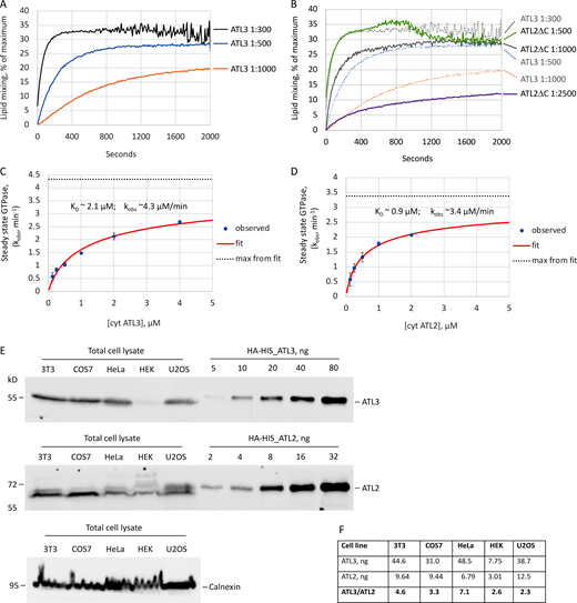 ATL3 has a lower G domain dimer affinity than ATL2 but is more abundant in cells. (A) Lipid mixing by ATL3 at varying protein/lipid ratios. (B) Lipid mixing by ATL2ΔC at varying protein/lipid ratios. ATL3 lipid mixing traces (dotted lines) are replotted from (A) for ease of comparison. (C and D) Steady state GTPase assays on purified truncated soluble domain cyt ATL3 (C) and cyt ATL2 (D) as a function of ATL concentration measured at saturating 500 µM GTP. The data were fit to a dimerization equation (red lines) to extract the indicated KD and kobs values. Measurements were averaged from technical triplicates across two biological replicates. (E and F) ATL3 is more abundant than ATL2 in cells. (E) Equal amounts of total lysate prepared from the indicated cell lines were probed with antibodies against ATL3, ATL2 or calnexin. The relative abundance of ATL3 and ATL2 (ng) were determined using a standard curve generated with HA-6His-tagged purified versions of each protein. (F) The ratio of ATL3/ATL2 in each cell line. Quantifications are the average of two independent experiments. Source data are available for this figure: SourceData F4. Refer to the image caption for details.