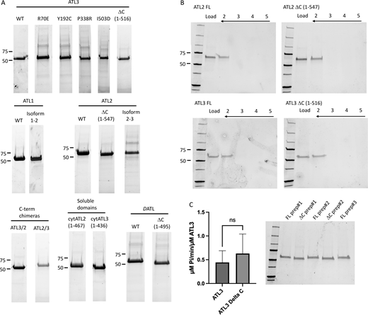 Proteins, flotation gradients, and GTPase assays. (A) Peak Ni+2-NTA fractions of all His-tagged ATL1, ATL2, ATL3, and DATL proteins and variants in this study are shown after resolving on SDS-PAGE. (B) Flotation of ATL2 FL, ATL2DC, ATL3 FL, and ATL3DC proteo-liposomes in a Nycodenz step gradient demonstrates similarly efficient incorporation for each protein. Fraction 5 is the bottom of each gradient, and fraction 2 is the 0/45% interface. For comparison, an equivalent fraction of the load is also shown. (C) GTPase assays of FL ATL3 and ATL3ΔC proteo-liposomes demonstrate similar GTPase rates (+/− SD) at the concentration typically used in the fusion assay (1:1,000 protein/lipid). The data represent 2–3 independent measurements from two to three independent proteo-liposome preps, with three technical replicates for each measurement. An unpaired t test reveals no statistically significant difference between the two sets of proteo-liposomes (P = 0.56). Source data are available for this figure: SourceData FS1. Refer to the image caption for details.