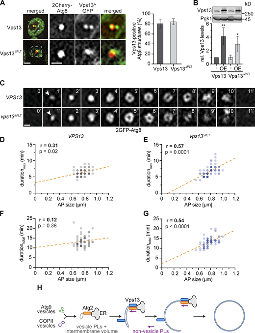 Vps13-mediated PLT is required for non-rate-limiting membrane assembly during autophagosome biogenesis. (A) Fluorescence imaging of indicated strains expressing 2Cherry-ATG8 and pRS423-VPS13^GFP in Δvps13 background after starvation (1 h). Right panel shows quantified data (number of independent experiments, n = 4; 200 structures/strain analyzed in total). Scale bars are 2 and 1 µm (zoom in). (B) Normalized protein levels of genomic and plasmid-based overexpressed (OE, pRS423) Vps13^GFP and Vps13ΔPLT^GFP in growing cells analyzed by whole-cell extraction and Western blot quantification using α-Vps13 and α-Pgk1 antibodies. (C) Time-lapse fluorescence imaging of WT and vps13ΔPLT cells expressing 2GFP-ATG8 after starvation (1 h; number of independent experiments, n = 3; 30 events/strain analyzed in total). Representative timelines of autophagosome biogenesis are shown as single Z-sections. Scale bar is 0.5 µm. WT data were included in Fig. 1, D–F. (D and E) Quantification of data shown in C. (D and E) Simple linear regression of durationmax and autophagosome (AP) size in WT (D) and vps13ΔPLT cells (E). (F and G) Simple linear regression of durationtotal and autophagosome (AP) size in WT (F) and vps13ΔPLT cells (G). (H) Model for parallel PLT via the conserved PLT proteins Vps13 and Atg2 driving phagophore expansion after nucleation from Atg9 and COPII vesicles during autophagosome biogenesis. Source data are available for this figure: SourceData F5. Refer to the image caption for details.