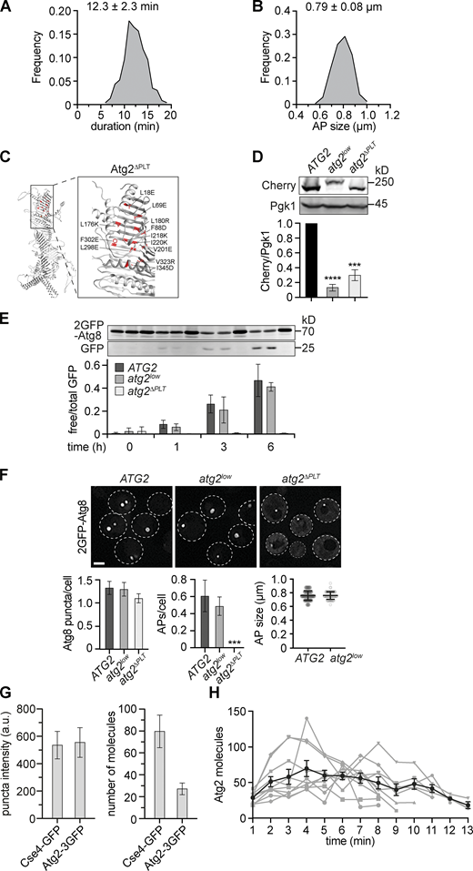 Atg2-mediated PLT is essential for autophagosome formation. (A) Relative frequency of autophagosome biogenesis durations from data shown in Fig. 1, D–F. (B) Relative frequency of autophagosome sizes from data shown in Fig. 1, D–F. (C) AlphaFold-based structure-prediction of S. cerevisiae Atg2 with mutated amino acid residues in Atg2ΔPLT shown in red (Jumper et al., 2021). (D) Western blot analysis of whole cell extracts and quantifications of protein levels of Atg2-Cherry, Atg2low-2Cherry, and Atg2ΔPLT-Cherry expressed from the endogenous ATG2 locus using α-Cherry and α-Pgk1 antibodies. (E) Indicated strains expressing 2GFP-ATG8 were starved, and autophagy flux was analyzed at indicated time points by whole-cell extraction and Western blot analysis using an α-GFP antibody. Data are means ± SD (number of independent experiments, n = 4). (F) Fluorescence imaging of indicated strains expressing 2GFP-ATG8 after starvation (1 h). Quantification of the number of Atg8 puncta and autophagosomes (APs) per cell (number of independent experiments, n = 4; 200 cells/strain analyzed in total) and autophagosome size (n = 4; 40 APs/strain). Scale bar is 3 µm. (G) Fluorescence imaging of cells expressing CSE4-GFP or ATG2-3GFP after starvation (1 h). Fluorescence intensities for punctate signals were quantified, and the mean Cse4-GFP intensity was normalized to 80 molecules (number of independent experiments, n = 3; 150 cells/strain analyzed in total). (H) Number of Atg2 molecules during autophagosome biogenesis for 10 events in WT cells is shown in gray (included in Fig. 4 A). The mean ± SD over time for these 10 events is shown in black. Source data are available for this figure: SourceData FS1.