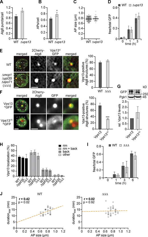 Analysis of autophagy in the absence of Vps13 or known Vps13-adaptor proteins. (A–C) Fluorescence imaging of WT and Δvps13 cells expressing 2GFP-ATG8 after starvation (1 h). (A and B) Quantification of the number of Atg8 puncta (A) and autophagosomes (APs; B; number of independent experiments, n = 4; 200 cells/strain analyzed in total). (C) Autophagosome size distribution for WT and Δvps13 cells (number of independent experiments, n = 4; 40 APs/strain analyzed in total). (D) Quantification of the autophagic flux of indicated strains expressing 2GFP-ATG8 during starvation. Data are means ± SD (number of independent experiments, n = 4). Cells were analyzed at indicated time points by whole cell extraction and Western blot analysis using α-GFP antibody. (E) Fluorescence imaging of WT and Δmcp1Δypt35Δspo71 (ΔΔΔ) cells expressing 2Cherry-ATG8 and pRS423-VPS13^GFP in a Δvps13 strain background after starvation (1 h). Quantification of Vps13-positive Atg8 structures shown in the right panel (number of independent experiments, n = 4; 200 structures/strain analyzed in total). Scale bars are 2 and 1 µm (zoom in). (F) Fluorescence imaging of cells expressing 2Cherry-ATG8 and either pRS423-VPS13^GFP or pRS423-VPS13^GFPΔC in Δvps13 background after starvation (1 h) and quantification of Vps13-positive Atg8 structures are shown in the right panel (number of independent experiments, n = 4; 200 structures/strain analyzed in total). Scale bars are 2 and 1 µm (zoom in). (G) Western blot analysis of whole cell extracts and quantifications of protein levels of Vps13^GFP and Vps13ΔC^GFP using α-Vps13 and α-Pgk1 antibodies. Data are means ± SD (number of independent experiments, n = 3). (H) Quantification of fluorescent images of Δvps13, Δvps13 Δypt35, and Δvps13 Δmcp1Δypt35Δspo71 (ΔΔΔ) cells expressing 2Cherry-ATG8, pRS423-VPS13^GFP, and pRS425-APE1-BFP after starvation (1 h; number of independent experiments, n = 4; 200 structures analyzed in total). (I) Quantification of the autophagic flux of indicated strains expressing 2GFP-ATG8 during starvation. Data are means ± SD (number of independent experiments, n = 4). (J) Timelapse fluorescence imaging of WT and ΔΔΔ cells expressing 2GFP-ATG8 after starvation (1 h). Simple linear regression of durationtotal and autophagosome size in WT and ΔΔΔ cells after time-lapse fluorescence imaging of yeast cells expressing 2GFP-ATG8 after starvation (1 h; number of independent experiments, n = 3; 30 events/strain analyzed in total). WT data were included in Fig. 1, D–F. Source data are available for this figure: SourceData FS2.