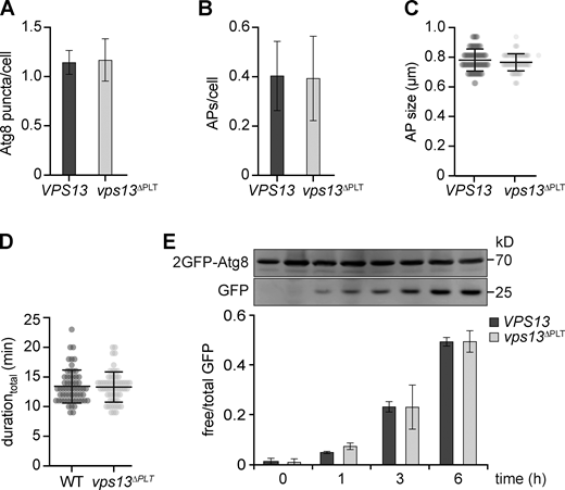 Deficient Vps13-mediated PLT does not affect autophagy capacity. (A–D) Fluorescence imaging of indicated strains expressing 2GFP-ATG8 after starvation (1 h). (A and B) Quantification of the number of Atg8 puncta (A) and autophagosomes (APs; B) per cell (number of independent experiments, n = 4; 200 cells/strain analyzed in total). (C and D) Autophagosome size distribution (C) and durationtotal of autophagosome biogenesis (D). Data are means ± SD (number of independent experiments, n = 4; 40 APs/strain analyzed in total). (E) Autophagic flux of indicated strains expressing 2GFP-ATG8 at indicated time points of starvation analyzed by whole-cell extraction and Western blot analysis using an α-GFP antibody. Data are means ± SD (number of independent experiments, n = 4). Source data are available for this figure: SourceData FS3. Refer to the image caption for details.