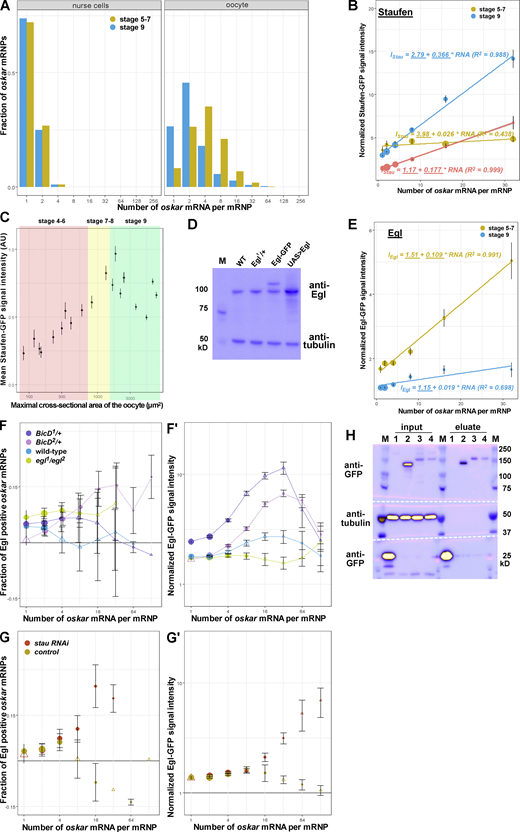 Staufen and Egl association with oskar RNPs. (A)oskar mRNA content distribution in wild-type nurse cells and oocytes at stages 5–7 (yellow) and 9 (blue) of oogenesis. In the nurse cells, most oskar RNPs contain 1–2 copies of the RNA, consistent with previous reports (Little et al., 2015). oskar RNP content increases in the oocyte: at stages 5–7 most RNPs contain 4+ copies of the RNA, which decreases to >2 copies during oskar posterior localization (stage 9; Little et al., 2015). (B) Normalized Staufen-GFP signal intensity as a function of oskar mRNA content at stages 5–7 (yellow) and stage 9 (blue and red). Staufen-GFP signal intensity was measured in the complete absence (yellow and blue) or presence (red) of endogenous, unlabeled Staufen. Fitted linear models showing the correlation between Staufen-GFP signal intensity and oskar mRNA copy number as solid lines and equations. Underscored parameters of the models are significantly different from zero (P < 0.05). The slopes of the two fitted models are significantly different (P < 0.0001, ANOVA). (C) Mean signal intensity of Staufen-GFP measured at multiple locations throughout developing oocytes. Size of the oocytes (x-axis) is used as a proxy of developmental time and, along with morphological features, for staging of the oocytes (shaded areas as indicated in the panel). (D) Western blot showing Egl protein detected by anti-Egl antibody in the indicated genotypes. Tubulin was used as a loading control. (E) Normalized Egl-GFP signal intensity as a function of oskar mRNA content at stages 5–7 (yellow) and stage 9 (blue). Fitted linear models showing the correlation between Egl-GFP signal intensity and oskar mRNA copy number as solid lines and equations (top—stages 5–7, bottom—stage 9). Underscored parameters of the models are significantly different from zero (P < 0.05). The slopes of the two fitted models are significantly different (P < 0.0001, ANOVA). (F–G′) Association of Egl-GFP with oskar RNPs in oocytes with BicD1 (purple) or BicD2 (pink) alleles (F and F′) or expressing stau (red) or control (brown) RNAi (G and G′). Note that knock-down of Staufen results in similar retention of Egl on oskar RNPs as in the complete absence of Staufen protein (Fig. 4, E and E′). In E, G, and G′, egg chambers expressed a single copy of Egl-GFP in the presence of two endogenous wild-type egl alleles, except in the case of the rescued egl mutants (G, egl1/egl2, green). Although we observed a slightly elevated fraction of Egl positive RNPs when unlabeled Egl was absent (egl1/egl2, green), larger RNPs containing 16+ copies of oskar mRNA displayed no significant association with Egl (G) and the relative amounts of Egl on oskar RNPs were identical to what was observed in the presence of endogenous, unlabeled Egl (G′, blue). 14,321–43,299 oskar RNPs per genotype were analyzed. Triangles indicate that the fraction of GFP-positive oskar RNPs is not significantly different from zero (P > 0.01, one sample t test). In F, datapoints are slightly offset in the x-axis to facilitate comparison. (H) Western blot of input lysates and eluates after RNA immunoprecipitation in the presence (lane 3) or the absence (lane 4) of Staufen. Bait proteins—monomeric EGFP (lane 1), GFP-Staufen (lane 2) and Egl-GFP (lanes 3,4)—are detected by anti-GFP antibody. Anti-tubulin staining was used to monitor potential contamination of the eluates. In D and H, blue and yellow indicate low and high intensity of signal, respectively. Source data are available for this figure: SourceData S4.