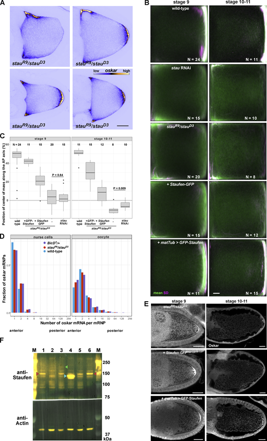 Expression of the different Staufen transgenes and their effects on oskar mRNA localization. (A)oskar mRNA localization (shown in blue/yellow) in stage 9 stauR9/stauD3 mutant oocytes. Scale bars represent 20 μm. (B) Mean (green) and variance (SD, magenta) of oskar mRNA distribution in stage 9 and stage 10–11 oocytes. Numbers indicate the number of oocytes analyzed for each condition and scale bar represents 10% of anteroposterior axis length. Anterior is to the left, posterior is to the right. The three panels in the top left (stage 9 wild-type, stau RNAi and stauR9/stauD3) are reused in Fig. S3. (C) Position of oskar center-of-mass along the AP axis in stage 9 and stage 10–11 oocytes for each condition. 0 is the geometric center of the oocyte, with the posterior pole located at 58%. (D)oskar mRNA content distribution in wild-type (blue), stau null (red) and dominant BicD1 mutant (purple) nurse cells and oocytes. In the nurse cells, most oskar RNPs contain 1–2 copies of the RNA, consistent with previous reports (Little et al., 2015). (E) Oskar protein expression in Staufen null oocytes coexpressing transgenic Staufen-GFP or GFP-Staufen. Scale bars represent 20 μm. (F) Western blot detection of Staufen in wild-type (lane 1), stauR9/stauD3 (2), Staufen-GFP (3), matTub > GFP-Staufen (4), stau RNAi (5), and control RNAi (6) ovarian lysates. Endogenous Staufen (∼150 kD) indicated with red arrowhead. Staufen-GFP (lane 3) migrates slower than the untagged protein (green arrowhead), while matTub > GFP-Staufen migrates faster due to an N-terminal truncation of Staufen (blue arrowhead; Micklem et al., 2000). Note the similar distribution of oskar in stauR9/stauD3 and in stau RNAi oocytes (B and C), despite residual Staufen expression in Staufen RNAi ovarian lysates (F, lanes 5 and 6). The overexpressing GFP-Staufen (F, lane 4) transgene largely rescues oskar mislocalization (B and C) and Oskar protein expression defects (E) observed in stau null mutants. The Staufen-GFP transgene, expressed at low levels (I, lane 3), rescues oskar mRNA localization at stage 9, but the RNA is not maintained at the posterior at stages 10–11 (B and C), likely due to insufficient Oskar protein expression at the posterior (E), which is essential for oskar mRNA anchoring at the oocyte posterior during the later stages (Vanzo and Ephrussi, 2002). Source data are available for this figure: SourceData FS1. Refer to the image caption for details.