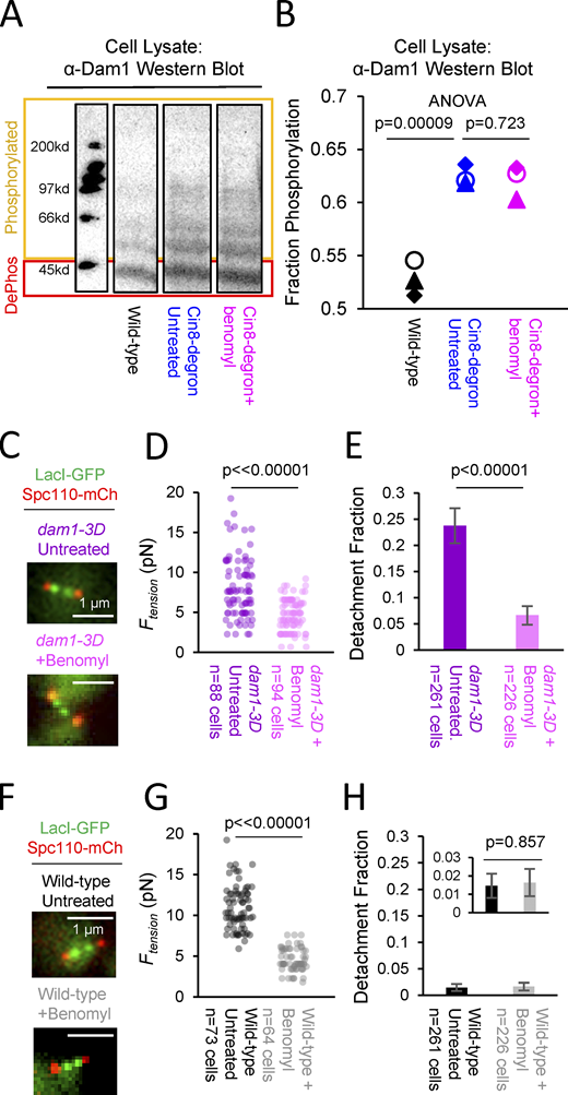 Stabilization of microtubule dynamics suppresses detachment events of Dam1 phosphorylated kinetochores. (A) Western blotting to detect phosphorylation of the Dam1 complex in yeast cells. Dam1 detected with α-Dam1 antibody from cell lysates of log phase culture wild-type cells (black), untreated Cin8-Degron cells (blue), and Cin8-Degron cells treated with 30 µg/ml benomyl (magenta). (B) Quantification of phosphorylation levels from Western blotting. Each point represents an independent repeat. (C) Top: Representative image of an untreated phosphomimetic dam1-3D cell with attached kinetochores. Bottom: Representative image of a benomyl-treated phosphomimetic dam1-3D cell with attached kinetochores. (D) Tension distribution of untreated (n = 88 cells) and benomyl-treated (n = 94 cells) phosphomimetic dam1-3D cells, measured in population sampling experiments. (E) Fraction of dam1-3D phosphomimetic cells with detached kinetochores in untreated cells (purple, n = 261 cells) and in benomyl-treated cells (light pink, n = 226 cells; P << 0.00001, Z test), measured in population sampling experiments. (F) Top: Representative image of untreated wild-type cell with attached kinetochores. Bottom: Representative image of a benomyl-treated wild-type cell with attached kinetochores. (G) Tension distribution of untreated (n = 73 cells) and benomyl-treated (n = 64 cells) wild-type cells, measured in population sampling experiments. (H) Fraction of wild-type cells with detached kinetochores in untreated cells (black, n = 261 cells) and in benomyl-treated cells (gray, n = 226 cells), measured in population sampling experiments (P = 0.857, Z test; y-axis scaled to match panel 4 E). Inset: y-axis rescaled to demonstrate comparison between untreated and benomyl-treated cells. Source data are available for this figure: SourceData F4.