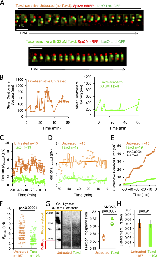Taxol-induced low tension and kinetochore phosphorylation is insufficient to produce efficient kinetochore detachment without robust microtubule dynamics. (A) Time series depicting sister centromeres (green) and spindle poles (red) for Taxol-sensitive yeast cells (all images have been band-pass filtered in MATLAB). Top: Untreated Taxol-sensitive cells. Bottom: Taxol-sensitive cells treated with Taxol (30 μM). (B) Sister centromere spacing is measured as the spacing between two green lacO-lacI-GFP signals. Sister centromere spacing was plotted against time for each single cell. Left: Sister centromere spacing history for an untreated Taxol-sensitive cell. Right: Sister centromere spacing history for a Taxol-sensitive cell, treated with Taxol. (C) Orange: Combined tension history for untreated Taxol-sensitive cells (n = 15 cells; binned at 1 min intervals; mean ± SEM). Green: Combined tension history for Taxol-sensitive cells, treated with Taxol (n = 19 cells; mean ± SEM). (D) Tension history data was fit to a linear model for untreated (orange) and Taxol-treated (green) cells. The variability in tension from the mean fit line appeared larger for untreated cells (orange open circles) as compared to Taxol-treated cells (green open circles). (E) Cumulative squared error vs. time, with cumulative squared error calculated by squaring the difference between the linear predicted tension value and the actual tension value, at each time point. (F) Tension distribution of untreated (n = 157 cells) and Taxol-treated (n = 103 cells) Taxol-sensitive cells, measured in population sampling experiments. (G) Left: Western blotting to detect phosphorylation of Dam1 in Taxol-sensitive yeast cells. Dam1 detected with α-Dam1 antibody from cell lysates of log phase culture untreated and Taxol-treated cells. Right: Quantification of phosphorylation levels from Western blotting. Each point represents an independent repeat. (H) Fraction of cells with detached kinetochore microtubules, measured in population sampling experiments (untreated n = 157 cells, Taxol-treated n = 103 cells; P = 0.91, Z test). Source data are available for this figure: SourceData F5.