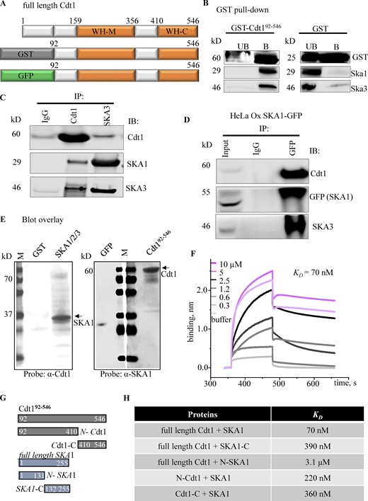 Cdt1 and the Ska1 complex physically interact with each other. (A) Diagrammatic representation of the Cdt1 (Cdt192-546) construct purified from bacteria that were used for in vitro interaction studies with the Ska1 complex. The winged-helix (WH) domains relevant for the purpose of the current study has been depicted. (B) Thymidine synchronized and nocodazole arrested mitotic HeLa cell extracts were incubated either with purified GST or GST-tagged Cdt192-546 proteins (10 μg each), followed by pull down with glutathione agarose beads. UB indicates the unbound or flow through fraction and B indicates the proteins retrieved after elution with reduced glutathione. The blots were probed with anti-GST antibody and SKA1 and SKA3 antibodies. (C) Thymidine synchronized and nocodazole arrested mitotic HeLa cell extracts were immunoprecipitated (IP) and immunoblotted (IB) with the indicated antibodies; IgG was taken as a negative control. (D) Thymidine synchronized and nocodazole arrested mitotic HeLa cells that stably expressing GFP-SKA1 (induced by adding 2.5 µg/ml of doxycycline) were immunoprecipitated (IP) and immunoblotted (IB) with the indicated antibodies; IgG was taken as a negative control. 1% of the lysate was loaded as input. (E) Blot overlay assay to study Cdt1-Ska1 complex interaction. 0.5 µg each of the indicated proteins were loaded as baits (top labels) on 18% SDS-PAG, transferred to nitrocellulose membrane and blocked with 5% SM-TBST. 1 µg of the indicated proteins were overlaid as prey proteins (arrows on the right-side labels) on the membrane for 12 h at 4°C. The blot was washed and probed with the indicated antibodies (bottom labels) followed by chemiluminescence. Arrows depict the proteins of interest and the required molecular mass standards are shown in kD (left labels). (F) Biolayer interferometry (BLItz) sensograms obtained using 0.2 μg/ml of GFP-tagged Cdt192-546-loaded amine-reactive biosensors and increasing concentrations (0.3–10 µM) of the Ska1 complex used as analyte to generate a series of sensograms showing the binding and dissociation phases after the baseline. Binding curves were fit globally to a 1:1 binding model to yield equilibrium dissociation constant (KD) noted above. (G) Linear diagram of the full-length and truncated Cdt1 and SKA1 proteins used to map the Cdt1-SKA1 interaction domains. (H) Table for KD values estimated from the BLI sensograms obtained for the pairwise binding of the indicated purified protein constructs. Source data are available for this figure: SourceData F3.
