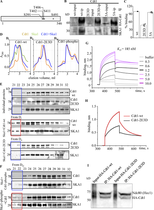 The phosphorylation of Cdt1 by the Cdk1 kinase interferes with Ska1-binding. (A) Cdk1 phosphorylation sites on Cdt1 that were mutated to obtain phophomemeitic and non-phosphorylatable versions of the same protein. (B) Western blot showing co-immunoprecipitation of HA-Cdt1 constructs and the Ska1 complex (detected by the SKA1 antibody). (C) Quantitative band intensities from B. Data presented as mean ± SD. (D) WT (Di), 2E3D mutant (Dii), or in vitro Cdk1-phosphorylated Cdt1 (Diii) were run on a Superose 6 gel filtration column after mixing with equimolar ratio of the Ska1 complex for 1 h, as described in Materials and methods. Recorded elution profiles of the above-mentioned mixture of proteins/complexes exiting the column, as indicated. The elution profiles of Cdt1 variants or the Ska1 complex run individually have not been shown. (E) Western blots of fractions from Di, Dii, or Diii above probed using primary antibodies as indicated on the right, for the proteins/protein complexes run separately or in combination as indicated on the left. The initial two fractions (21 and 22) of the elution for Cdt1-WT + Ska1 complex have been marked with a red box to highlight the observed difference with those of the individually run proteins/complexes or a mix of Cdt1-2E3D + Ska1 complex (marked in blue). (F) Same as E but with the phosphomimetic mutant variant of Cdt1 or the Ska1 complex as indicated. (G) BLI sensograms showing wavelength shifts (nm) generated by the addition of 0.5 μg/ml Cdt1-2E3D protein with increasing concentrations of SKA1 (0.3–10 µM), as indicated in the plot. (H) BLI sensograms of the indicated Cdt1 variant binding to SKA1 used at 0.6 µM concentration. (I) Nocodazole arrested mitotic HeLa cells that were stably expressing HA-tagged Cdt1-WT or Cdt1-2E3D (Cdk1 phosphomimetic mutant) were immunoprecipitated (IP) with the antibodies indicated on the right. Source data are available for this figure: SourceData F4.