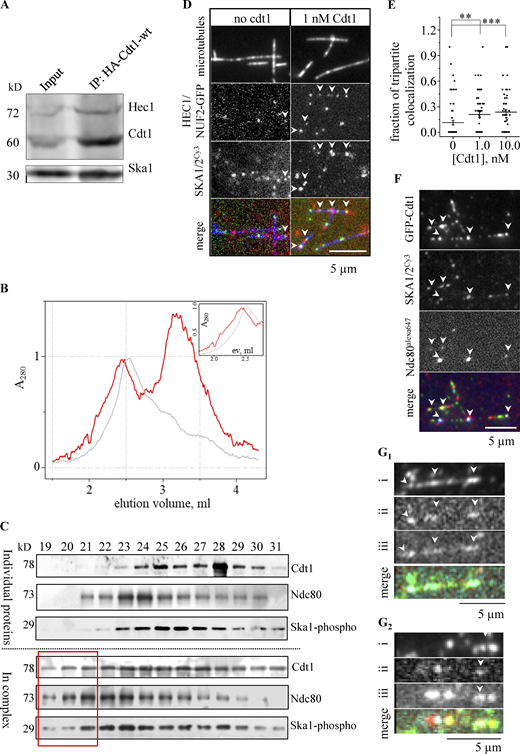 A fraction of Cdt1, Ska1, and Ndc80 form a tripartite complex that exhibit synergy in binding to microtubules in vitro. (A) HeLa cells stably expressing HA-tagged Cdt1-WT were immunoprecipitated (IP) using an anti-HA antibody and the Western blot was probed with the antibodies indicated on the right. (B) Elution profiles of indicated proteins/complexes or mixture of proteins/complexes from the co-fractionation experiments using Superose 6 gel filtration chromatography. Zoomed version from 1.5 to 2.8 ml is shown inset. (C) Western blots of fractions from B using primary antibodies as indicated on the right, for the proteins run separately or in combination as indicated on the left. The initial three elution fractions (19, 20, and 21) from a mixture of Ndc80+ Cdt1-WT + pSka1 complex have been marked with a red box to highlight the observed difference with those of the individually run proteins/complexes. (D) Selected images showing binding at single-molecule level of HEC1/NUF2-GFP, and SKA1/2Cy3 on taxol stabilized Alexa 647-biotin-labeled microtubules both in the absence (left) and in the presence (right) of 1 nM untagged Cdt1. Colocalized bindings are indicated with white arrowheads. (E) Scatter plot of the fraction of colocalized binding sites at three different concentrations of untagged Cdt1. Bar and whiskers are mean ± SEM. *** P < 0.0001, ** P < 0.001 (Mann–Whitney U test). (F) Selected images showing binding at single molecule level of GFP-Cdt1, SKA1/2Cy3, and Ndc80alexa647 proteins on taxol-stabilized biotin-labeled microtubules (not imaged). Colocalized bindings are indicated with white arrowheads. (G1and G2) Two examples showing the binding of single molecules GFP-Cdt1 (i), SKA1/2/3Cy3 (ii), and Ndc80alexa647 (iii) proteins to Taxol-stabilized biotin-labeled microtubules. Colocalized bindings are indicated with white arrowheads. Source data are available for this figure: SourceData F7.
