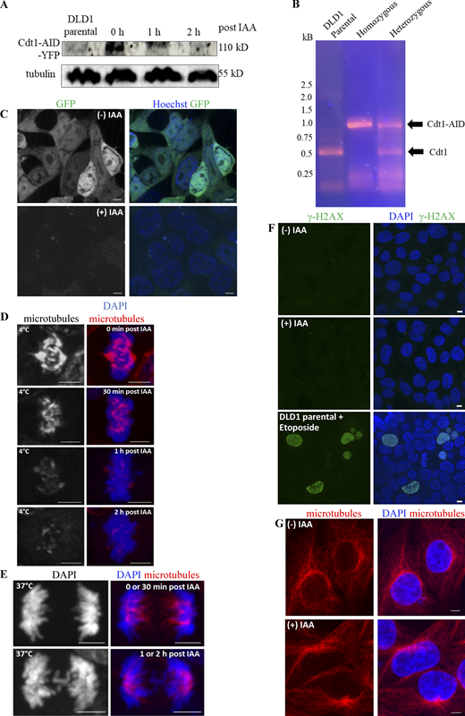 Analyses of the AID-Cdt1 degron system to study mitotic functions of Cdt1. (A) Western blot analysis using an anti-GFP antibody showing the levels of tagged-Cdt1 in parental DLD1 cells and in the YFP-tagged AID-Cdt1 clones following auxin-mediated degradation. (B) Selection of homozygous AID-Cdt1 colonies by PCR. (C) AID-Cdt1 DLD1 cells were treated with the DNA stain, Hoechst, along with either control DMSO (top panel) or IAA (bottom panel) for 2 h and still pictures of the chromosomes and YFP were acquired. (D) AID-Cdt1 DLD1 cells were treated with ice-cold (4°C) buffer for 10 min after adding IAA for the indicated periods of time. The cells were then immunostaining for antibodies against tubulin and the chromosomes counterstained with DAPI. (E) AID-Cdt1 DLD1 cells growing at 37°C were fixed after adding IAA for the indicated periods of time. The cells were then immunostained for antibodies against tubulin and the chromosomes counterstained with DAPI. (F) Parental DLD1 cells treated with DNA damaging agent, Etoposide, for 4 h, control AID-Cdt1 DLD1 cells or those treated with IAA for 2 h were immunostained for antibodies against γ-H2AX and the chromosomes were counterstained with DAPI. (G) Control AID-Cdt1 DLD1 cells or those treated with IAA for 2 h were immunostained for antibodies against microtubules and the chromosomes were counterstained with DAPI. Scale bar, 5 µm. Source data are available for this figure: SourceData FS1.