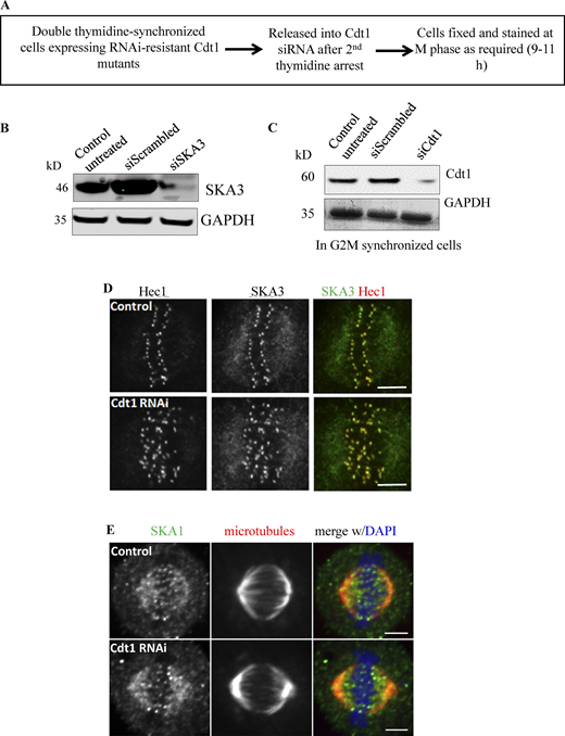 Depletion of Cdt1 from mitotic cells does not interfere with the normal targeting of the Ska1 complex. (A) Schematic representation of the knockdown protocol in double thymidine synchronized HeLa cells that are used to deplete Cdt1 specifically during mitosis. (B) Representative Western blots shown with indicated antibodies in each case to assess the level of Ska3 knockdown upon siRNA addition. (C) Same as in B but to assess the level of Cdt1 knockdown upon siRNA addition. (D) HeLa cells treated with either scramble control or siRNA against endogenous Cdt1 were fixed using paraformaldehyde. Representative images of cells immunostained with antibodies against Hec1 (kinetochore marker) in red and SKA3 (representing the Ska1 complex) in green are shown. Scale bar, 5 μm. (E) HeLa cells treated with either scramble control or siRNA against endogenous Cdt1 were fixed using paraformaldehyde. Representative images of cells immunostained with antibodies against SKA3 (in green) and tubulin (in red) are shown; DAPI stained the chromosomes and shown in black and white. Scale bar, 5 μm. Source data are available for this figure: SourceData FS2.