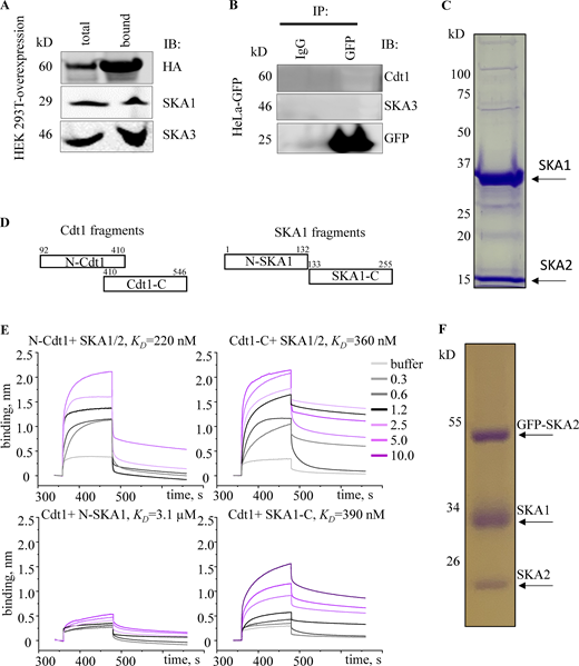 Analyses of binding between Cdt1, Ska1, and their fragments. (A) Pull down of the SKA1 and the SKA3 subunits of the Ska1 complex by HA/His-tagged Cdt1-WT from thymidine synchronized and nocodazole arrested mitotic HEK-293T cell extracts. The pull down was performed using Ni2+-NTA agarose beads followed by immunoblotting with either anti-HA or anti-SKA3 and SKA1 antibodies. 1% of the lysate was loaded as total protein. (B) Thymidine synchronized and nocodazole arrested mitotic HeLa cells stably expressing GFP were immunoprecipitated (IP) and immunoblotted (IB) with the indicated antibodies; IgG was taken as a negative control. 1% of the lysate was loaded as input. (C) SDS-PAG electrophoresis of purified His-SKA1/2 dimer. (D) Linear protein diagrams of the truncated protein constructs used in the BLI-interaction assay with indicated amino acids position showing truncation sites. (E) BLI sonograms for indicated conditions and their respective Kd values. (F) SDS-PAGE gel electrophoresis of purified SKA1/2+ SKA2-GFP complex. Source data are available for this figure: SourceData FS3.