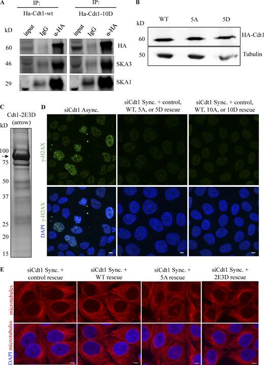 Characterization of WT and phosphomutant Cdt1 cell lines and proteins. (A) Thymidine synchronized and nocodazole arrested mitotic HeLa cells that were stably expressing HA-tagged Cdt1-WT or Cdt1-10D (Aurora B phosphomimetic mutant) were immunoprecipitated (IP) and immunoblotted (IB) with the indicated antibodies; IgG was taken as a negative control. 1% of the lysate was loaded as input. (B) Western blot from the cell lysate of Hela cells to analyze the expression levels of WT-Cdt1 protein along with indicated mutant versions. (C) SDS-PAG electrophoresis of purified GST-Cdt1-2E3D protein. (D) Asynchronous (left panel) or double thymidine synchronized HeLa cells stably expressing RNAi-resistant versions of the various Cdk1 (middle panel: WT, 5A, 2E3D) or Aurora B kinase (right panel: WT, 10A, 10D) mutants of Cdt1 were depleted of endogenous Cdt1 and DNA damage was assessed in each case after immunostaining using anti-γH2AX antibody (green) with the chromosomes counterstained using DAPI (blue). (E) Same as in D but in this case the interphase microtubule network was assessed only for the Cdk1 mutants (control, WT, 5A, 2E3D) after immunostaining the cells using an anti-tubulin antibody (red) with the chromosomes counterstained using DAPI (blue). Source data are available for this figure: SourceData FS4.