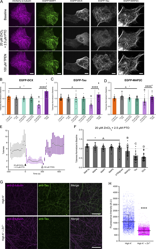 Zn2+promotes reversible detachment of DCX, tau, and MAP2C from microtubules in situ. (A) Representative micrographs of COS-7 cells expressing mCherry-α-tubulin (magenta, left) and either EGFP-MAP7, EGFP-DCX, EGFP-Tau, or EGFP-MAP2C, before treatment (“baseline,” top), after 5-min treatment with 20 µM ZnCl2 and 2.5 µM PTO (middle), or after subsequent treatment with 100 µM TPEN (bottom). Scale bar = 10 µm. (B–D) Mean tubeness (±SEM) of (B) EGFP-DCX, (C) EGFP-tau, or (D) EGFP-MAP2C normalized to baseline (gray dashed line), for the indicated treatments. Letters indicate statistically different groups (see Tables S1, S2, and S3). One-way ANOVA with post-hoc Tukey HSD. Zn2+ chelation rescue (100 µM TPEN) was measured with paired t test. (E) Representative time trace of microtubule morphology of EGFP-DCX in COS-7 cells as measured by “Tubeness” analysis (see Materials and methods and Fig. S4). Cells were treated with 20 µM ZnCl2 at 0 s and 100 µM TPEN at 300 s. (F) Mean tubeness (±SEM) of the indicated microtubule-associated proteins in COS-7 cells treated with 20 µM ZnCl2 and 2.5 µM PTO for 5 min, was normalized to baseline. Letters indicate statistically different groups (see Table S4). One-way ANOVA with post-hoc Tukey HSD. (G) Representative immunofluorescence micrographs of methanol-fixed primary rat hippocampal neurons depolarized with 50 mM KCl in the absence (top) or presence (bottom) of 100 µM ZnCl2. Fixed cells were incubated with anti-β-tubulin monoclonal antibodies (magenta, left), anti-tau polyclonal antibodies (green, center), and channels are shown merged (right). Scale bar = 10 µm. (H) Fluorescence intensity of AlexaFluor 488 secondary antibody-labeled tau decorating linear tubulin-positive regions across a 1 mm2 area of neurons depolarized with 50 mM KCl in the absence (blue) or presence (magenta) of 100 µM ZnCl2 (see Fig. S5 A for the stitched image of entire 1 mm2 area; 50 mM KCl: n = 4,330 linear segments from two biological replicates; 50 mM KCl and 100 µM ZnCl2: n = 4,820 linear segments from two biological replicates). Unpaired t test assuming unequal variances. All experiments were performed in the absence of extracellular Ca2+, except where indicated. **** P < 0.0001.