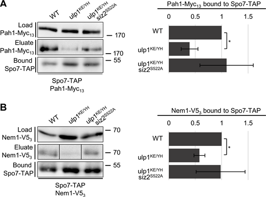 Siz2-mediated SUMOylation events reduce Spo7 interactions with Pah1 and Nem1. (A and B) WT, ulp1KE/YH, and ulp1KE/YHsiz2S522A mutant cells producing Spo7-TAP and either Pah1-Myc13 (A) or Nem1-V53 (B) were harvested from asynchronous cultures and lysed. Spo7-Tap affinity purification and analysis of bound Pah1-Myc13 or Nem1-V53 were performed as outlined the Fig. 8 legend. Mass markers are shown in kilodaltons. All ulp1KE/YH mutant genes also encode a C-terminal GFP tag. Note that images shown in B, middle row, were derived from the same Western blot. Black lines indicate that intervening lanes have been spliced out. Quantification of affinity purification experiments is shown in the adjacent bar graphs and was performed as described in Fig. 8 with data representing three separate affinity purification experiments. Error bars are SD. Asterisks indicate a significant difference relative to WT as determined using a Student’s paired t test. *p ≤ 0.05. Source data are available for this figure: SourceData F10. Refer to the image caption for details.
