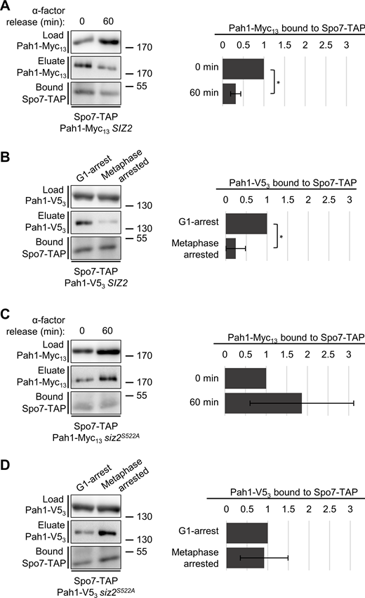 Binding of Siz2 to the INM during mitosis inhibits the interaction of Pah1 with the Spo7/Nem1 complex. (A and C) WT (SIZ2) and siz2S522A mutant cells, each expressing SPO7-TAP and PAH1-MYC13, were arrested in G1-phase with α-factor (0 min) and then released from arrest and allowed to proceed into mitosis (60 min after release). At 0 and 60 min after release, equal amounts of cells were lysed and Spo7-Tap was affinity-purified from lysate fractions (Load). Pah1-Myc13 was released from purified Spo7-Tap using sequential MgCl2 elution steps, which were then pooled into a single fraction (Eluate). Bead-bound Spo7-Tap was finally released with 0.5 M acetic acid (Bound; see Materials and methods for details). Equivalent percentages of the load, eluate, and bound fractions were examined by Western blotting (WB) to detect the TAP and Myc13 tag. (B and D) The same purification and analysis procedures described above were used to analyze Spo7-TAP-bound Pah1-V53 in WT (SIZ2) and siz2S522A cells (each containing the MET3pr-HA3-CDC20 cassette) and arrested in G1-phase with α-factor or in metaphase by the depletion of Cdc20 (2 h after methionine addition). Mass markers are shown in kilodaltons. Adjacent bar graphs in each panel show the average relative ratio of Pah1 bound (Eluate) to purified Spo7-TAP (Bound) from three affinity purification experiments, with the ratio of Pah1 to Spo7-TAP in G1 cells (0 min and G-1 arrested) assigned a value of 1 (see Materials and methods). Error bars are SD, and p values were determined using a Student’s paired t test. **p ≤ 0.01. Source data are available for this figure: SourceData F8.