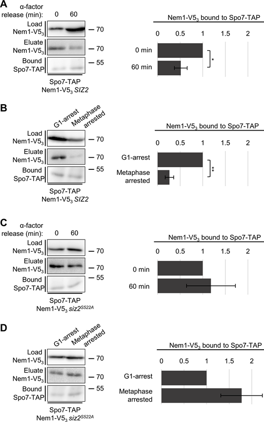 Mitotic SUMOylation events reduce interactions between Spo7 and Nem1. (A and C) WT (SIZ2) and siz2S522A mutant cells, each expressing SPO7-TAP and NEM1-V53, were arrested in G1-phase with α-factor (0 min) and then released from arrest and allowed to proceed into mitosis (60 min after release). Spo7-Tap was affinity-purified and bound Nem1-V53 was examined at both time points as described in the Fig. 8 legend. (B and D) Results of the same purification and analysis procedures used to analyze Spo7-TAP-bound Nem1-V53 in WT (SIZ2) and siz2S522A cells (each containing the MET3pr-HA3-CDC20 cassette) and arrested in G1-phase with α-factor or in metaphase by the depletion of Cdc20 (2 h after methionine addition). Adjacent bar graphs in each panel show quantification of the average relative ratio of Nem1-V53 bound (Eluate) to purified Spo7-TAP (Bound) from three affinity purification experiments (see Fig. 8 legend and Materials and methods). Mass markers are shown in kilodaltons. Error bars are SD, and p values were determined using a Student’s paired t test. *p ≤ 0.05, **p ≤ 0.01. Source data are available for this figure: SourceData F9.
