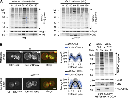 Siz2 localization and Siz2-mediated SUMOylation events at the NE during mitosis. (A) WT and siz2S522A cells were arrested in G1-phase (0 min) using α-factor, released from arrest, and then analyzed every 20 min by Western blotting to detect SUMO conjugates, Clb2, and the Gsp1 load control. Clb2 levels peak in metaphase. Arrowheads point to prominent SUMOylated species between 40 and 55 kD in WT cells, which increase in mitosis (peak at 60 min) and decay in G1-phase. (B) Representative epifluorescence images are shown for metaphase-arrested MET3pr-HA3-CDC20 cells (2 h after methionine addition) producing either GFP-Siz2 or GFP-siz2S522A. Sur4-mCherry is an NE/ER marker. Arrowheads highlight GFP-Siz2 at the NE. The nuclear distribution of GFP-Siz2 or GFP-siz2S522A relative to Sur4-mCherry was determined using line scan intensities of equatorial optical sections through nuclei. Plots show average fluorescence intensity (FI) for GFP and mCherry at multiple points along a 1.85-µm line for n = 25 nuclei. Size bar, 2 µm. Error bars are SD. (C) Cell lysates derived from asynchronous (0) or metaphase-arrested (2 h) cultures of indicated strains were analyzed by Western blotting to assess SUMO conjugate profiles and levels of the indicated proteins. Gsp1 is a loading control. Mass markers are shown in kilodaltons. Source data are available for this figure: SourceData FS1.