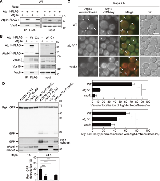 Atg14 interacts with Vac8 to target PI3KCI to the vacuolar membrane and the PAS. (A and B) Cells expressing Atg14-FLAG or Atg14CΔ-FLAG were treated with or without rapamycin (Rapa) for 2 h and the cell lysates (Input) were subjected to immunoprecipitation using anti-FLAG antibody. The immunoprecipitates (IP) were analyzed by immunoblotting using antibodies against FLAG, Vac8, Vps34, and Vps15. (C) Cells expressing Atg17-mCherry and Atg14-mNeonGreen or Atg14CΔ-mNeonGreen were treated with rapamycin for 2 h and analyzed by fluorescence microscopy. DIC, differential interference contrast microscopy. White arrowheads, Atg14-mNeonGreen-positive Atg17-mCherry puncta. Black arrowheads, Atg14-mNeonGreen-negative Atg17-mCherry puncta. Arrows, vacuolar localization of Atg14-mNeonGreen. Scale bar, 5 μm. The percentage of cells showing vacuolar localization of Atg14-mNeonGreen and the percentage of Atg17-mCherry puncta positive for Atg14-mNeonGreen are shown. Bars represent means ± SD (n = 3). *, P < 0.05; **, P < 0.01; ***, P < 0.001; ****, P < 0.0001 (Tukey’s multiple comparisons test). (D) Cells expressing Pgk1-GFP were treated with rapamycin and analyzed by immunoblotting using antibodies against GFP or Ape1. The band intensities of Pgk1-GFP and GFP fragments (GFP’) were measured, and the proportion (%) of GFP fragments to the sum of Pgk1-GFP and GFP fragments (Pgk1-GFP degradation) were determined. Bars represent means ± SD (n = 3). ***, P < 0.001; ****, P < 0.0001 (Tukey’s multiple comparisons test). Source data are available for this figure: SourceData F1. Refer to the image caption for details.