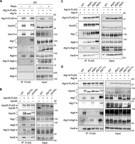 PI3KCI associates with multiple core Atg proteins. (A–D) Cells expressing Atg14-FLAG (A, C, and D) or Vps30-FLAG (B) were treated with rapamycin for 2 h and subjected to immunoprecipitation using anti-FLAG antibodies, followed by immunoblotting using antibodies against FLAG, Vps34, Vps15, Vps30, Atg1, Atg17, Atg9, Atg12, Atg8, Atg2, and Vac8. Source data are available for this figure: SourceData F2. Refer to the image caption for details.