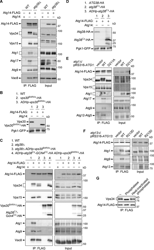 PI3KCI associates with the Atg1 complex and Atg9 via the Atg38 C-terminal region and Vps30 BARA domain, respectively. (A, C, E, and F) Cells expressing Atg14-FLAG were treated with rapamycin for 2 h and analyzed by immunoprecipitation using anti-FLAG antibody and subsequent immunoblotting using antibodies against FLAG, Vps34, Vps15, HA, Atg1, Atg13, Atg17, Atg9, Atg12, and Vac8. (B and D) Cells were treated with rapamycin for 2 h, and levels of Vps30BARAΔ-HA (B) and Atg38CΔ-HA (D) were examined by immunoblotting using anti-Vps30 and anti-HA antibodies, respectively. (G) PI3KCI was isolated from cells treated with rapamycin for 2 h by immunoprecipitation of Atg14-FLAG and incubated with lambda protein phosphatase with or without heat inactivation. Atg14-FLAG and Vps34 were examined by immunoblotting. Source data are available for this figure: SourceData F3. Refer to the image caption for details.
