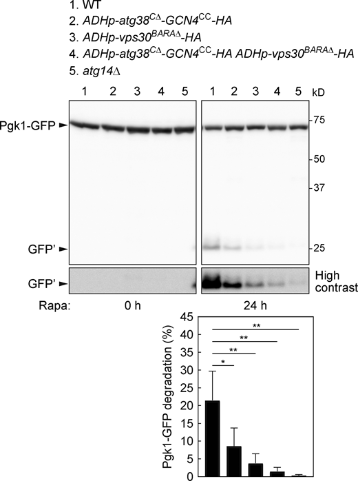 PI3KCI association with the Atg1 complex and Atg9 is important for autophagosome formation. Cells expressing Pgk1-GFP were treated with rapamycin and analyzed by immunoblotting using anti-GFP antibodies. Pgk1-GFP degradation is shown as described in Fig. 1 D. Bars represent means ± SD (n = 3). *, P < 0.05; **, P < 0.01 (Tukey’s multiple comparisons test). Source data are available for this figure: SourceData F5. Refer to the image caption for details.