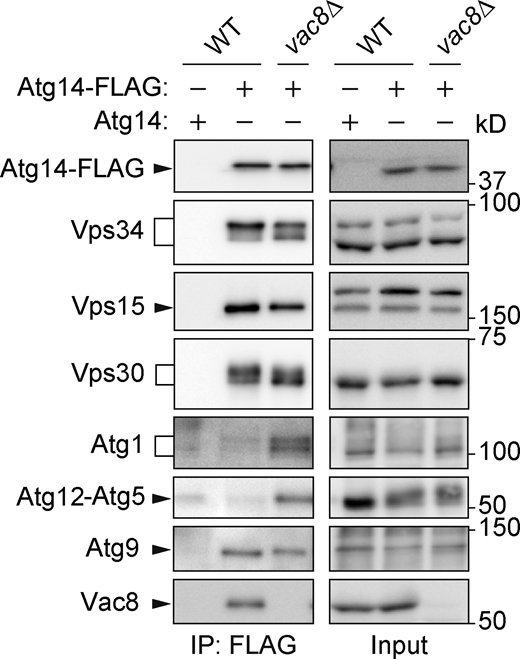 The interaction between PI3KCI and core Atg units does not require Vac8. Cells expressing Atg14-FLAG were treated with rapamycin for 2 h and analyzed by immunoprecipitation using anti-FLAG antibody and subsequent immunoblotting using antibodies against FLAG, Vps34, Vps15, Vps30, Atg1, Atg12, Atg9, and Vac8. Source data are available for this figure: SourceData FS2. Refer to the image caption for details.