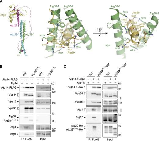 PI3KCI association with the Atg1 complex is mediated by the interaction between Atg38 and Atg29. (A) The structure of the Atg38–Atg29–Atg31 complex predicted by AlphaFold2 shows that residues 210–224 in Atg38 and residues 197–213 in Atg29 are involved in the interaction between these proteins. (B and C) Cells expressing Atg14-FLAG were treated with rapamycin for 2 h and analyzed by immunoprecipitation using anti-FLAG antibody and subsequent immunoblotting using antibodies against FLAG, Vps34, Vps15, Vps30, Atg38, Atg1, Atg17, Atg9, and HA. Source data are available for this figure: SourceData FS3. Refer to the image caption for details.