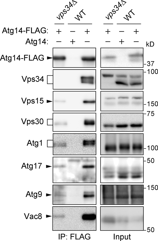 Immunoprecipitation analysis of Atg14-FLAG in VPS34 knockout cells. Cells expressing Atg14-FLAG were treated with rapamycin for 2 h and analyzed by immunoprecipitation using anti-FLAG antibody and subsequent immunoblotting using antibodies against FLAG, Vps34, Vps15, Vps30, Atg1, Atg17, Atg9, and Vac8. Source data are available for this figure: SourceData FS4. Refer to the image caption for details.