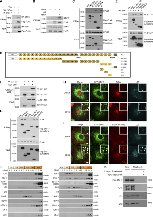 FLNA interacts with STX17 and localizes to autophagosomes. (A) The interaction between exogenous STX17 and FLNA. HEK293T cells were transfected with the indicated plasmids. 24 h after transfection, cells were lysed and immunoprecipitated with anti-Flag antibody. Immunoblotting was performed with the indicated antibodies. (B) The interaction between endogenous STX17 and FLNA. HEK293T cells were lysed and immunoprecipitated with anti-FLNA antibody and IgG was used as the negative control. Immunoblotting was performed with the indicated antibodies. (C) The D21-D23 domain is required for the interaction of FLNA with STX17. HEK293T cells were transfected with empty vector or truncated variants of Flag-FLNA. 24 h after transfection, cells were lysed and immunoprecipitated with anti-Flag antibody. Immunoblots were performed with the indicated antibodies. (D) Schematic diagram of full-length and truncated variants of FLNA. (E) STX17 interacts with the D21 and D23 domains of FLNA. HEK293T cells were transfected with empty vector or truncated variants of Flag-FLNA. 24 h after transfection, cells were lysed and immunoprecipitated with anti-Flag antibody. Immunoblots were performed with the indicated antibodies. (F) FLNA binds STX17 directly. Glutathione Sepharose beads bound with GST-STX17 were incubated with purified His-D21-D23 for 16 h and then eluted for immunoblot. (G) FLNA interacts with the TMD-CTT domain of STX17. HEK293T cells were transfected with empty vector or truncated variants of Flag-STX17. 24 h after transfection, cells were lysed and immunoprecipitated with anti-Flag antibody. Immunoblot was then performed with the indicated antibodies. (H) Endogenous FLNA localizes to autophagosomes. U2OS cells stably expressing GFP-STX17 were starved with or without EBSS for 2 h and permeabilized before fixation. Cells were stained with the indicated antibodies. Scale bar, 5 μm. Inset scale bar, 1 μm. (I) Exogenous FLNA localizes to autophagosomes. U2OS cells stably expressing GFP-STX17 and FLNA-mCherry were starved with or without EBSS for 2 h and permeabilized before fixation. Cells were stained with the indicated antibodies. Scale bar, 5 μm. Inset scale bar, 1 μm. (J) FLNA co-fractionates with autophagosome components. MEF cells were treated with or without EBSS for 2 h, and then separated using the OptiPrep gradient. Fourteen fractions were collected for immunoblot. * indicates non-specific bands. (K) FLNA is presented on the autophagosome outer membrane. HEK293T cells stably expressing Flag-STX17 were starved for 2 h with EBSS and subjected to OptiPrep fractionation. The autophagosome-containing fraction 3 was incubated with anti-Flag M2 magnetic beads, split into three aliquots, then subjected to different conditions: No treatment, 0.1 μg/ml proteinase K (PK), or 0.1 μg/ml proteinase K in the presence of 0.2% Triton X-100. The samples were then subjected to immunoblot analysis with the indicated antibodies. Source data are available for this figure: SourceData F4.