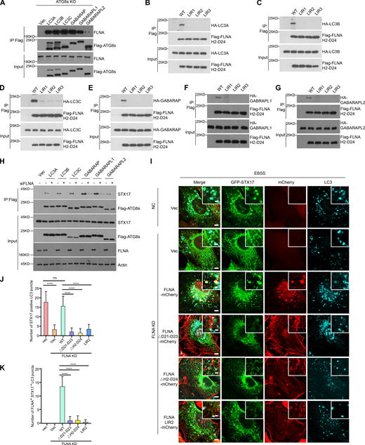 FLNA mediates the interaction between STX17 and ATG8s. (A) FLNA interacts with ATG8s. ATG8s KO HeLa cells were transfected with the indicated plasmids. 24 h after transfection, cells were lysed and immunoprecipitated with anti-Flag antibody. Immunoblots were performed with the indicated antibodies. (B–G) FLNA LIR mutants disrupt their interactions with ATG8s. HEK293T cells were transfected with the indicated plasmids. 24 h after transfection, cells were lysed and immunoprecipitated with anti-Flag antibody. Immunoblots were performed with the indicated antibodies. (H) The interactions between STX17 and ATG8s are inhibited by FLNA knockdown. HEK293T cells were transfected with non-targeting siRNA (NC) or siFLNA#2. 24 h after transfection, cells were transfected with the indicated plasmids. Another 24 h after transfection, cells were lysed and immunoprecipitated with anti-Flag antibody. Immunoblots were performed with the indicated antibodies. (I) FLNA mutants fail to rescue the localization of STX17 to autophagosomes. U2OS cells stably expressing GFP-STX17 with vector, siRNA-resistant FLNA-mCherry WT or FLNA-mCherry mutants were transfected with non-targeting siRNA (NC) or siFLNA#2. 48 h after transfection, cells were starved with or without EBSS for 2 h and permeabilized before fixation. Cells were stained with the indicated antibodies. Scale bar, 5 μm. Inset scale bar, 1 μm. (J) Quantification of the number of STX17 positive autophagosomes. Images in I were analyzed. Data are mean ± SD (n = 3; 100 cells from three independent experiments were quantified). ****P < 0.0001, ns, no significance, one-way ANOVA. (K) Quantification of the number of STX17+/FLNA+ positive autophagosomes. Images in I were analyzed. Data are mean ± SD (n = 3; 100 cells from three independent experiments were quantified). ****P < 0.0001, one-way ANOVA. Source data are available for this figure: SourceData F7.