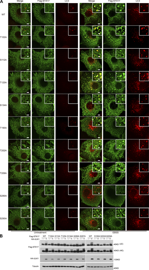 The localization to autophagosomes and band shift of STX17 dephosphorylation mimic variants. (A) Examination of co-localization between LC3 and STX17 dephosphorylation mimic variants. AScore of STX17 phosphorylation sites above 10 were selected for localization examination. HeLa cells were transfected with the indicated Flag-STX17 mutants. 24 h after transfection, cells were starved with or without EBSS for 2 h. Then cells were stained with antibodies against LC3 and Flag. Scale bar, 5 μm. Inset scale bar, 1 μm. (B) The effect of STX17 dephosphorylation mimic variants on STX17 band shift. HEK293T cells were transfected with the indicated Flag-STX17 mutants with or without HA-ULK1. 24 h after transfection, cells were subjected to immunoblot with the indicated antibodies. LE, low exposure; HE, high exposure. Source data are available for this figure: SourceData FS1.