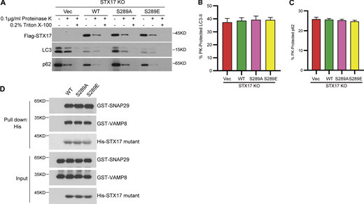 Dephosphorylation of STX17 at S289 does not affect autophagosome formation and SNARE assembly.(A) STX17 KO MEF cells complemented with empty vector, Flag-STX17 WT, Flag-STX17 S289A, or Flag-STX17 S289E were treated with EBSS for 2 h. Cells were homogenized, split into three aliquots, and subjected to different conditions: No treatment, 0.1 μg/ml proteinase K (PK), or 0.1 μg/ml proteinase K in the presence of 0.2% Triton X-100. The samples were then subjected to immunoblot analysis with the indicated antibodies. (B and C) Quantification of the autophagosome-protected LC3-II and p62 in A. Data are mean ± SEM of three independent experiments. (D) STX17 S289 phosphorylation does not affect STX17-SNAP29-VAMP8 SNARE complex assembly. Ni-NTA agarose resin bound with His-STX17 WT, His-STX17 S289A, or His-STX17 S289E were incubated with purified GST-SNAP29 and GST-VAMP8 for 16 h and then eluted for immunoblot. Source data are available for this figure: SourceData FS3. Refer to the image caption for details.